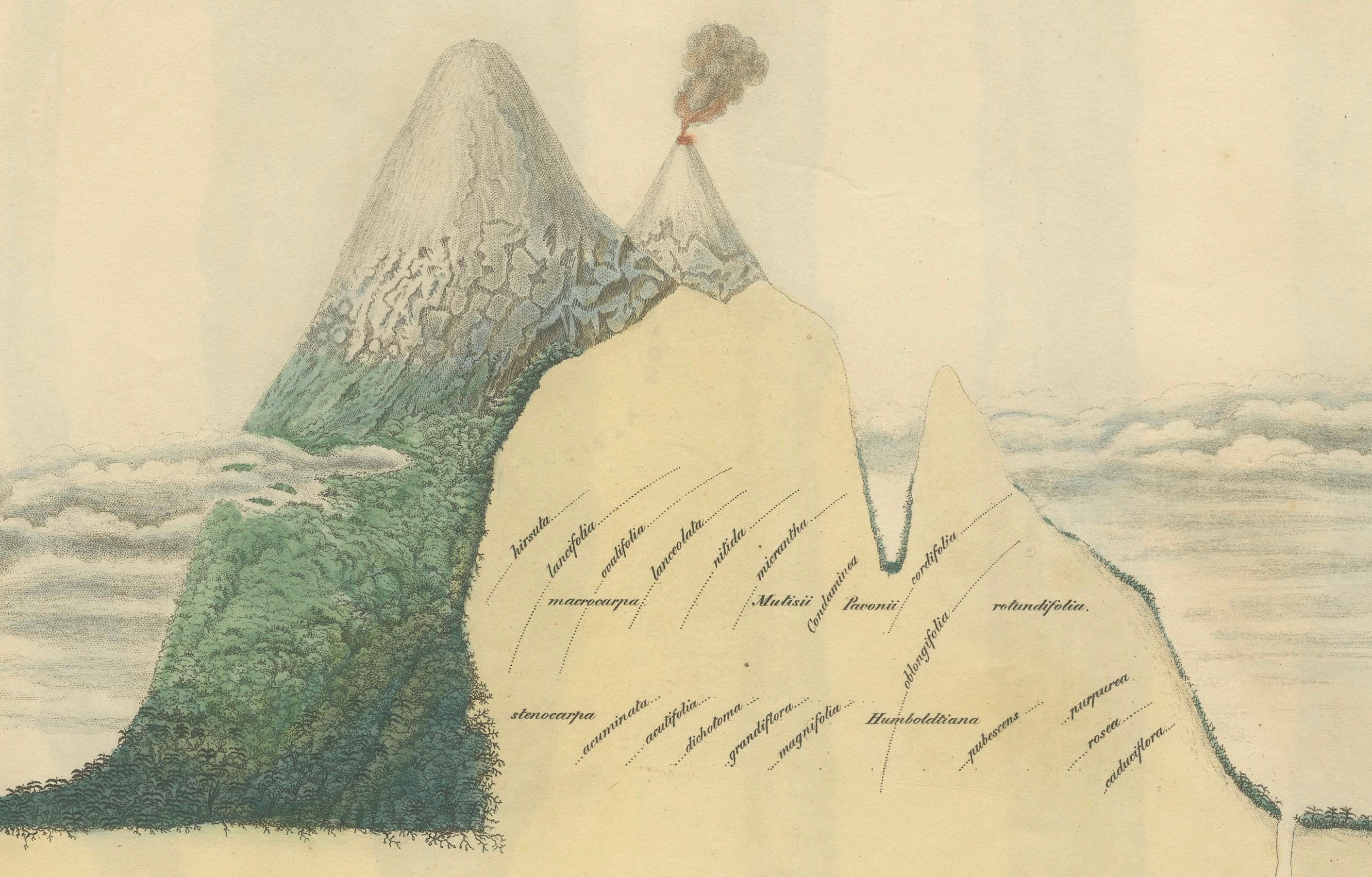 Cinchona-Barkenarten: Ein seltener handkolorierter, illustrierter botanischer Atlas (1826) (Papier) im Angebot