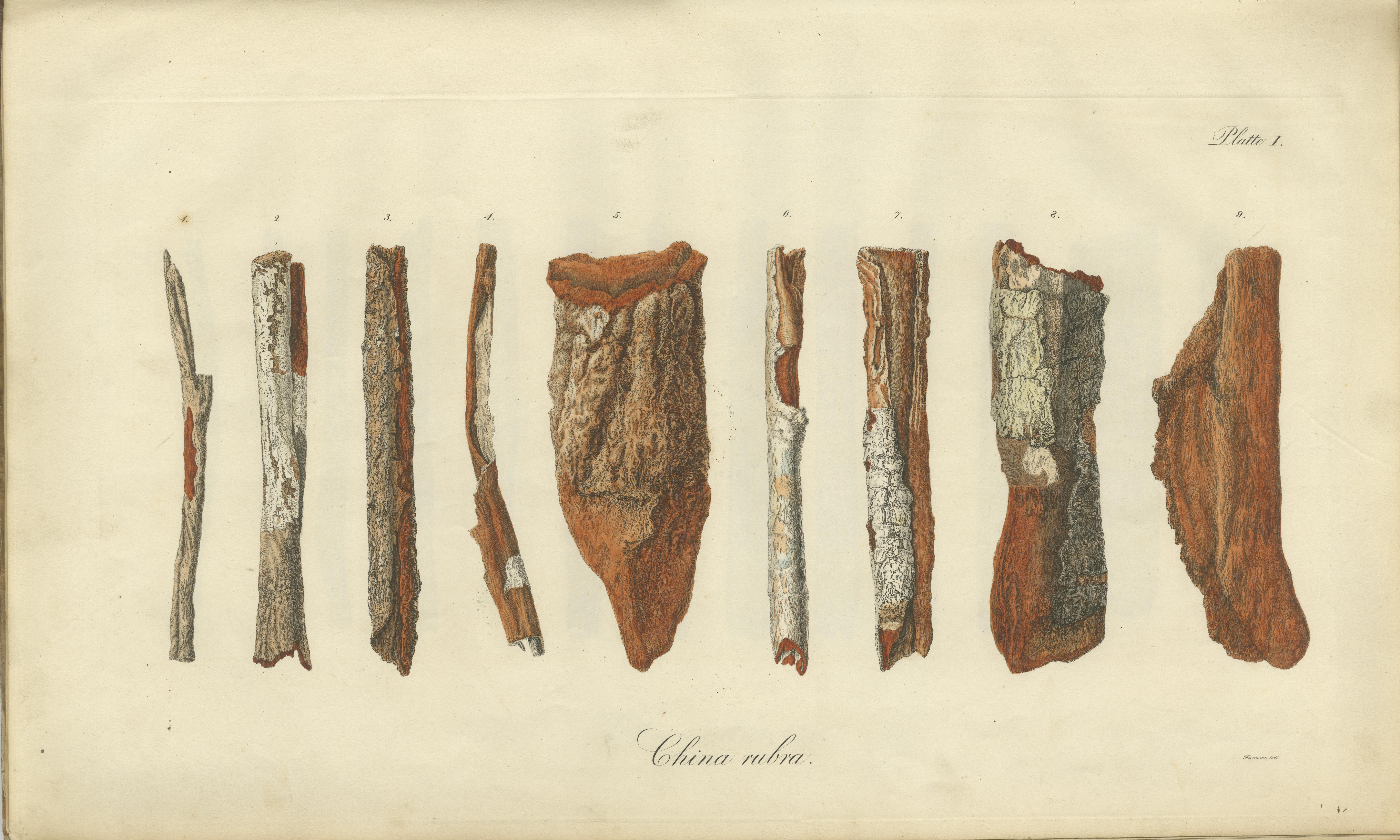 Cinchona-Barkenarten: Ein seltener handkolorierter, illustrierter botanischer Atlas (1826) im Angebot 2