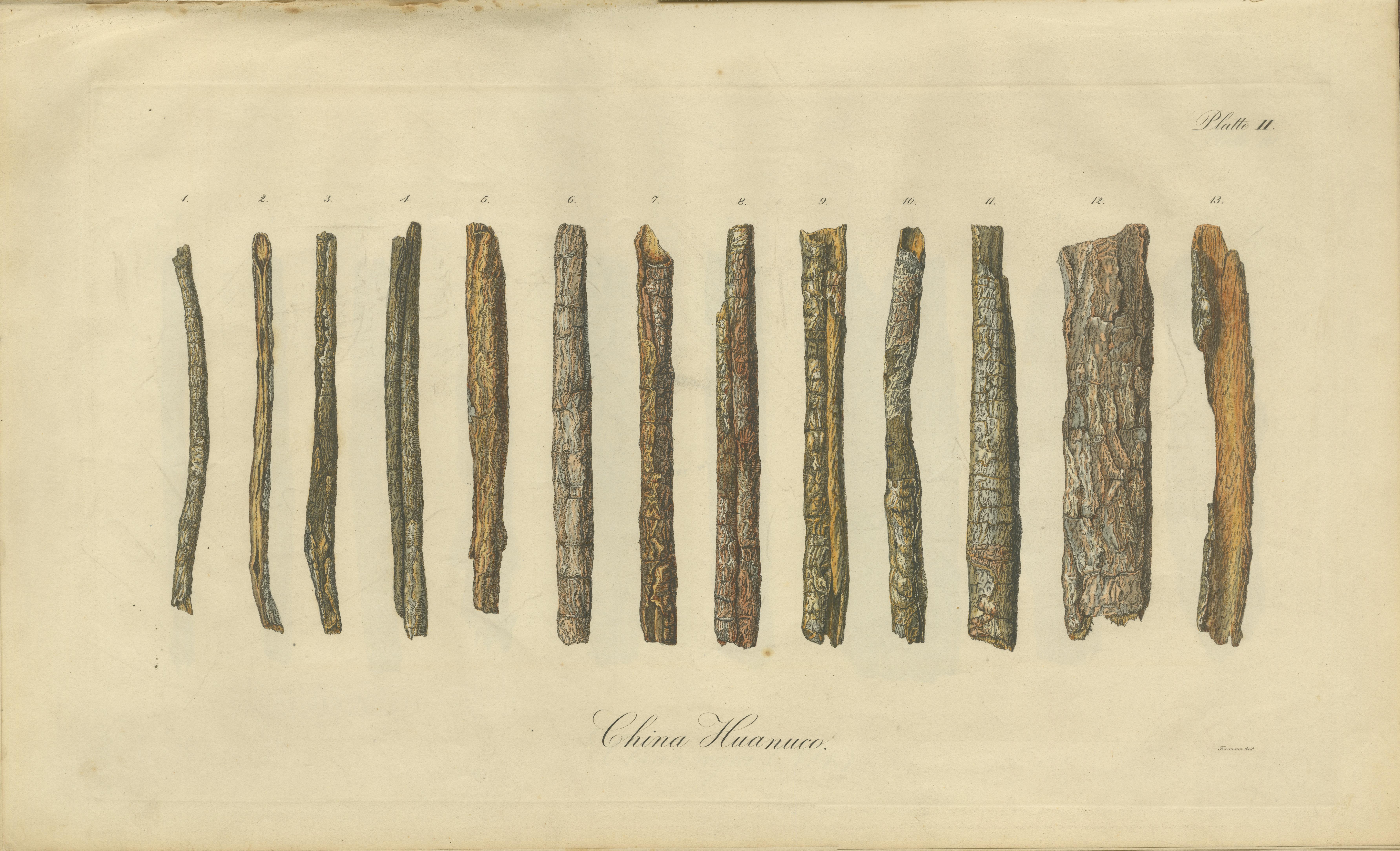Cinchona-Barkenarten: Ein seltener handkolorierter, illustrierter botanischer Atlas (1826) im Angebot 3