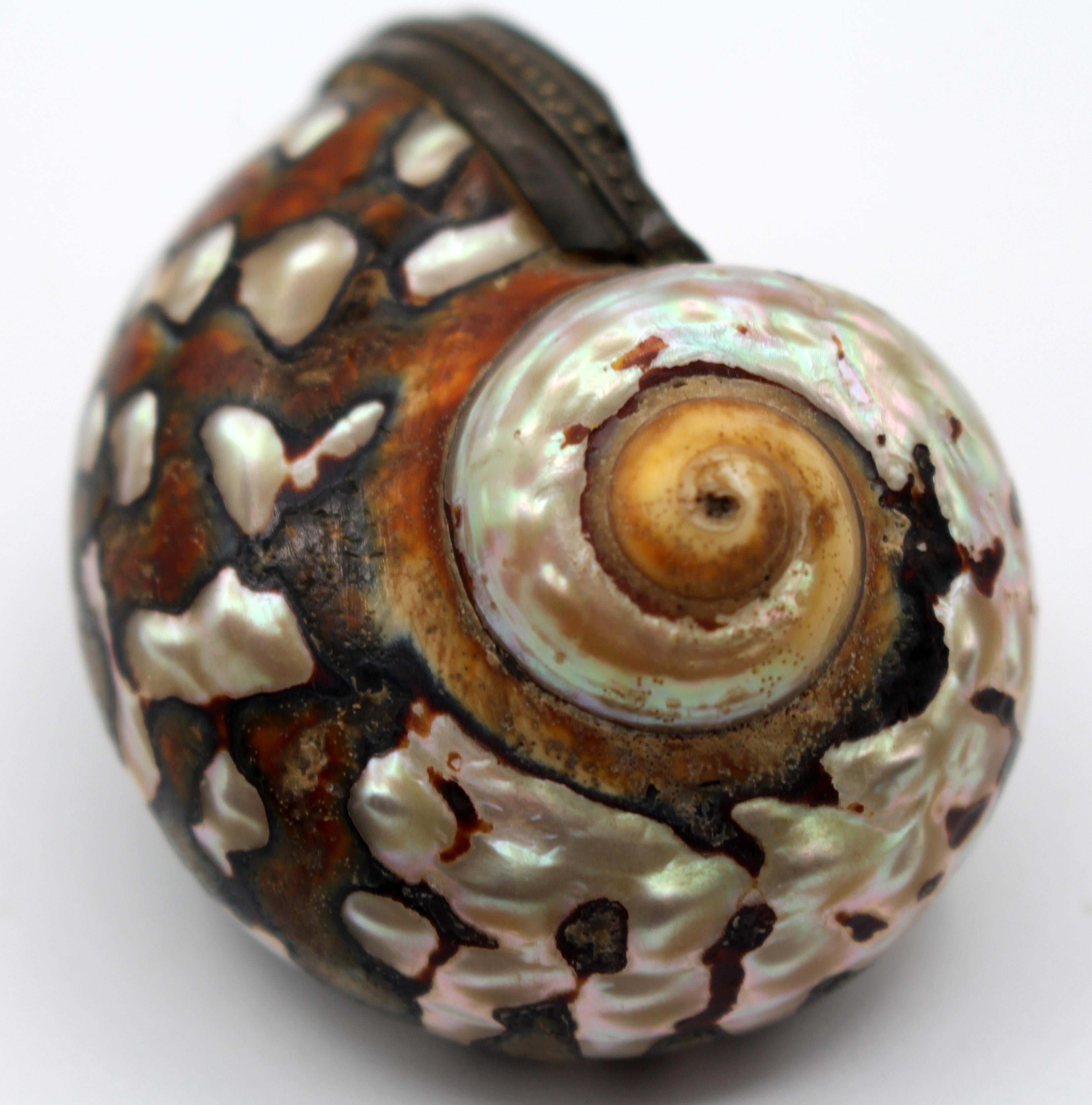 A polished snail shell snuff box, circa 1800, French, Beaded brass mounts. Engraved: 