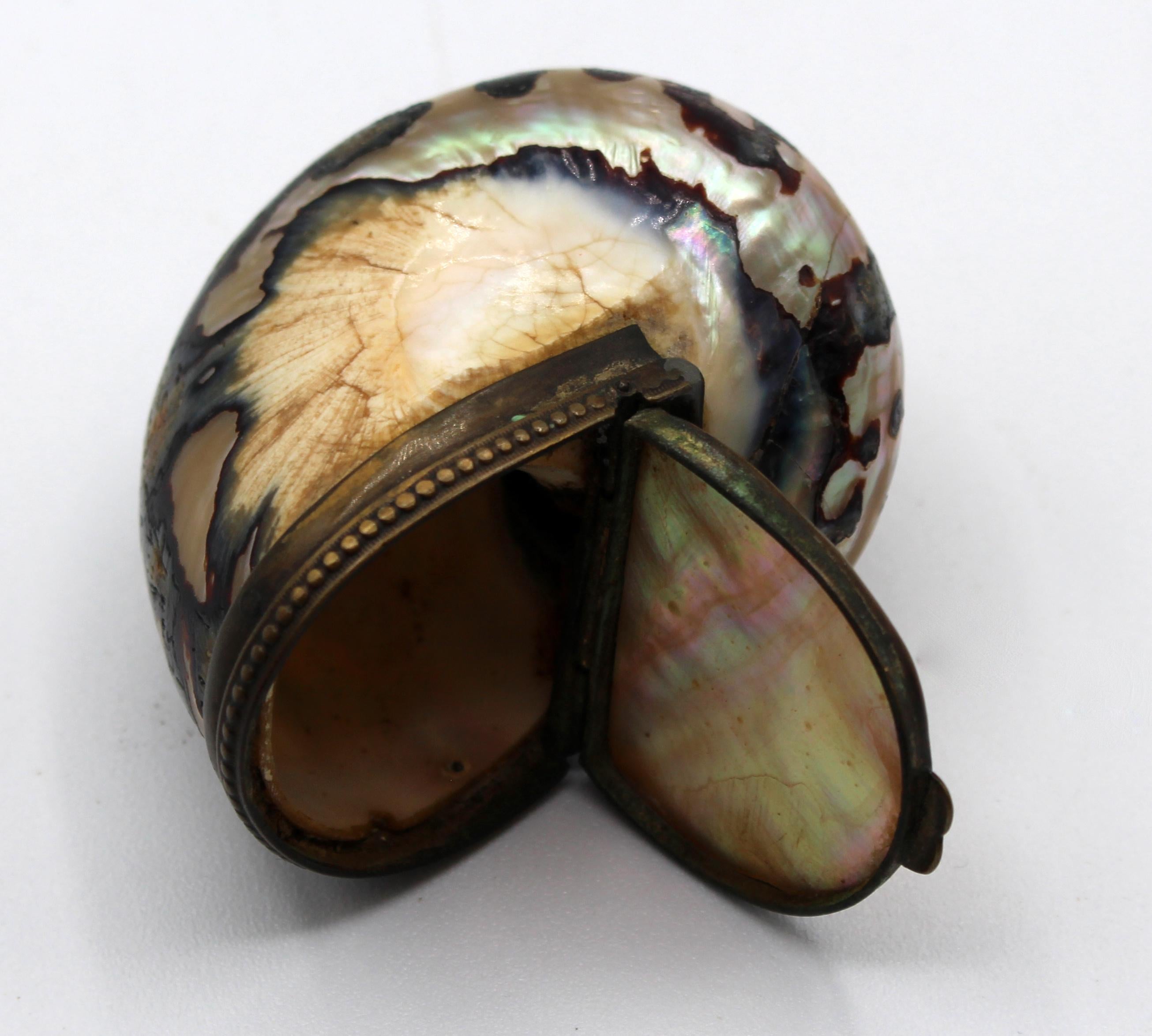 Brass circa 1800s Polished Snail Shell Snuff Box