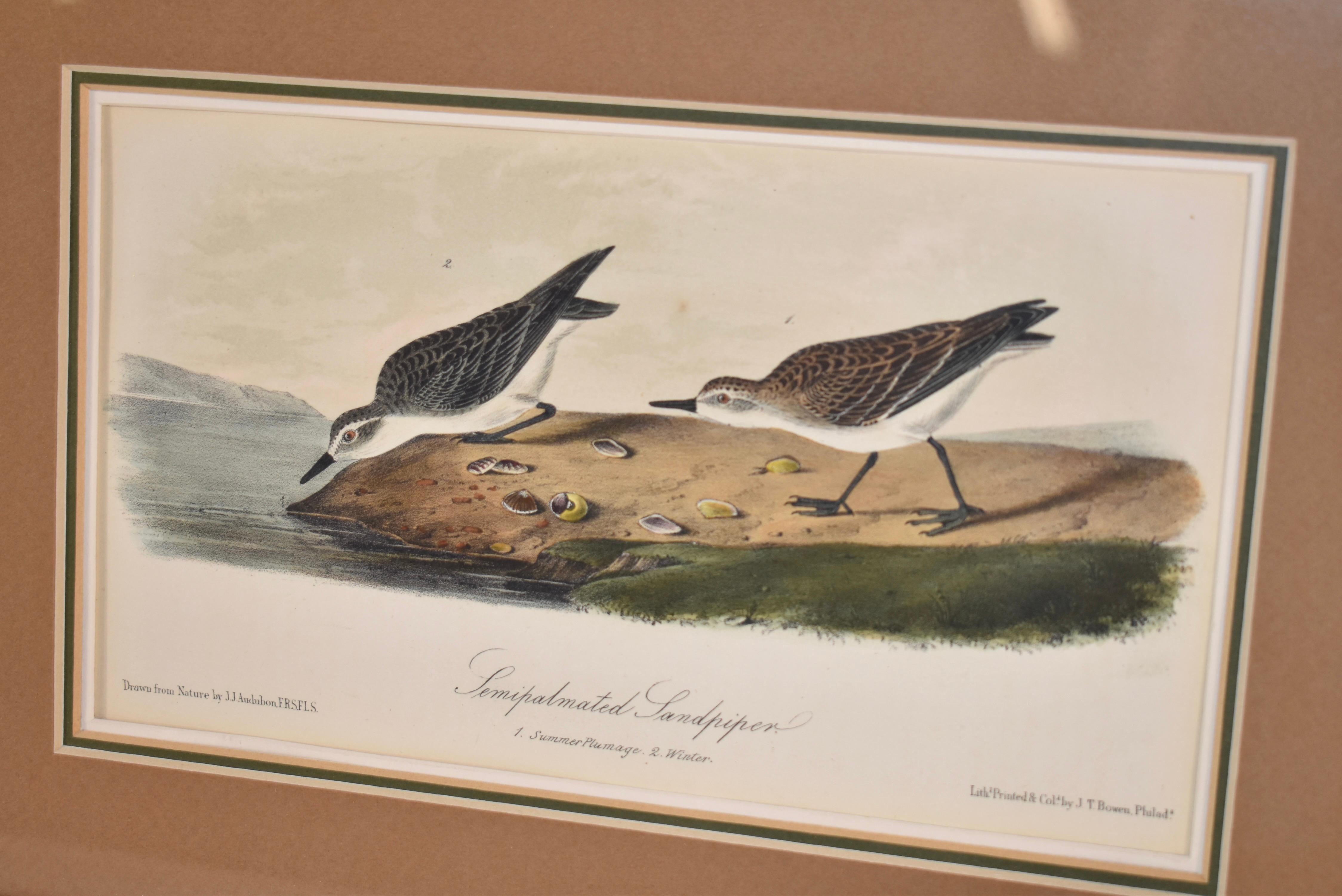 Gerahmte, handkolorierte Audubon-Lithographie, um 1845 im Zustand „Gut“ im Angebot in High Point, NC