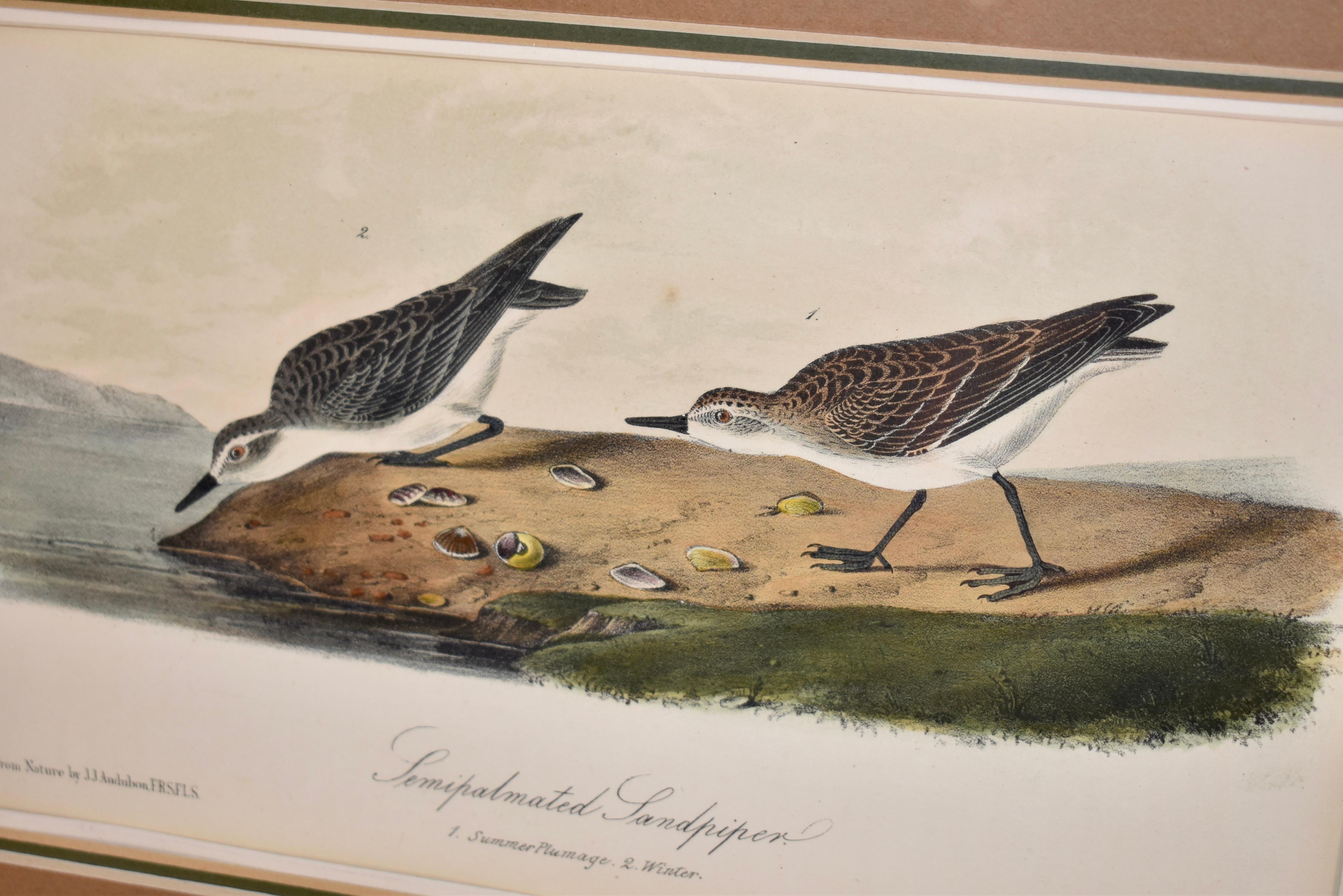 Gerahmte, handkolorierte Audubon-Lithographie, um 1845 (19. Jahrhundert) im Angebot