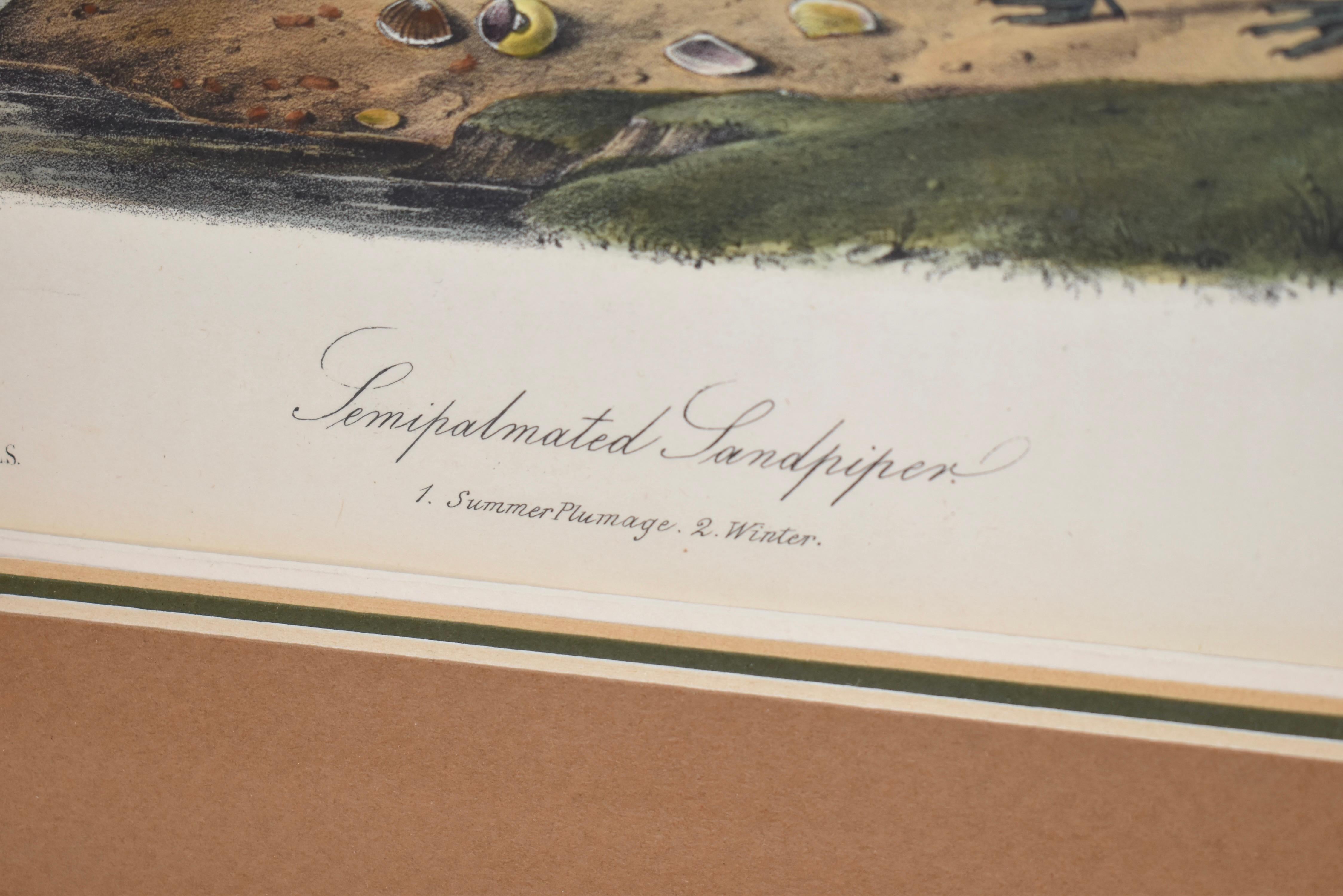 Gerahmte, handkolorierte Audubon-Lithographie, um 1845 (Holz) im Angebot