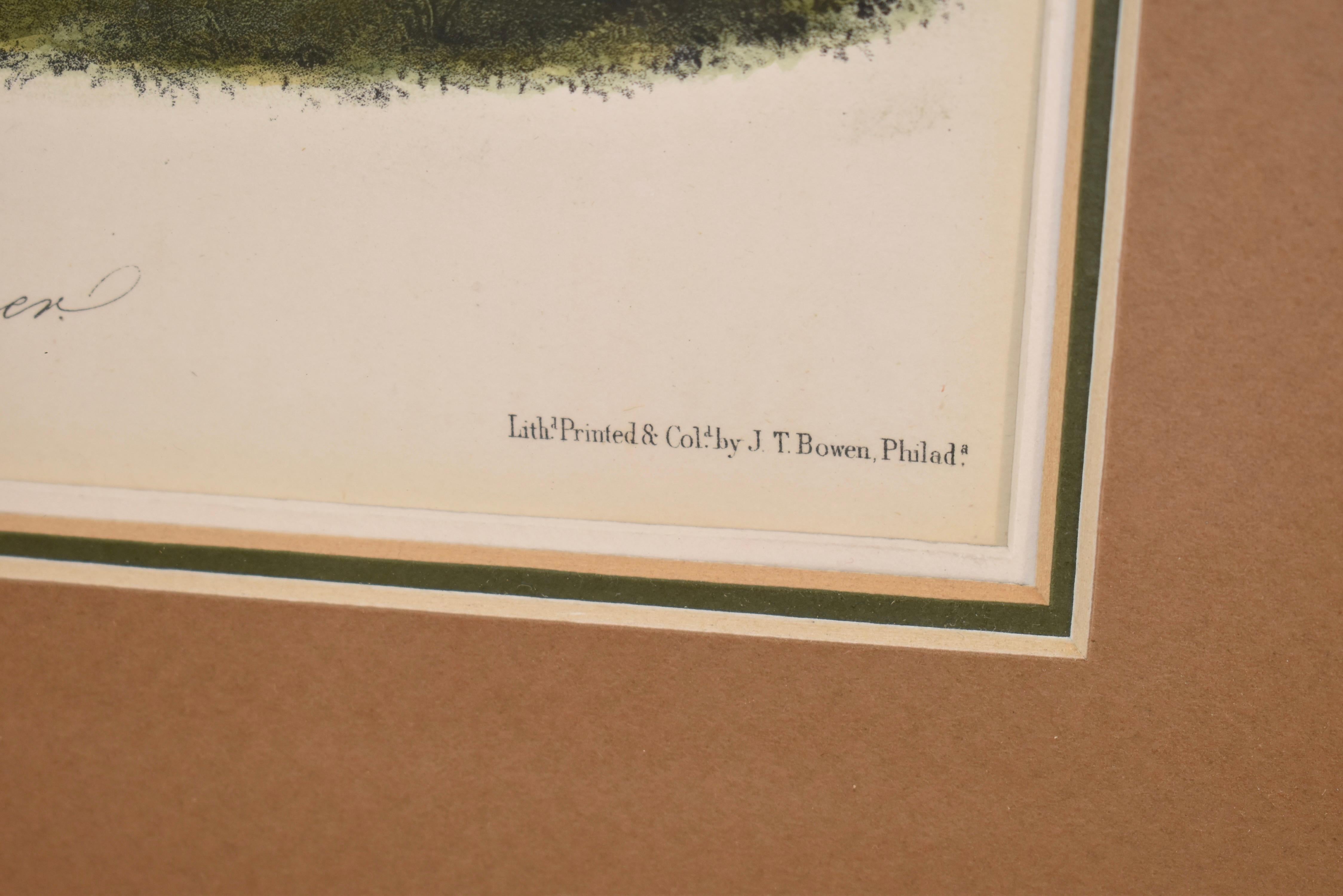 Gerahmte, handkolorierte Audubon-Lithographie, um 1845 im Angebot 1