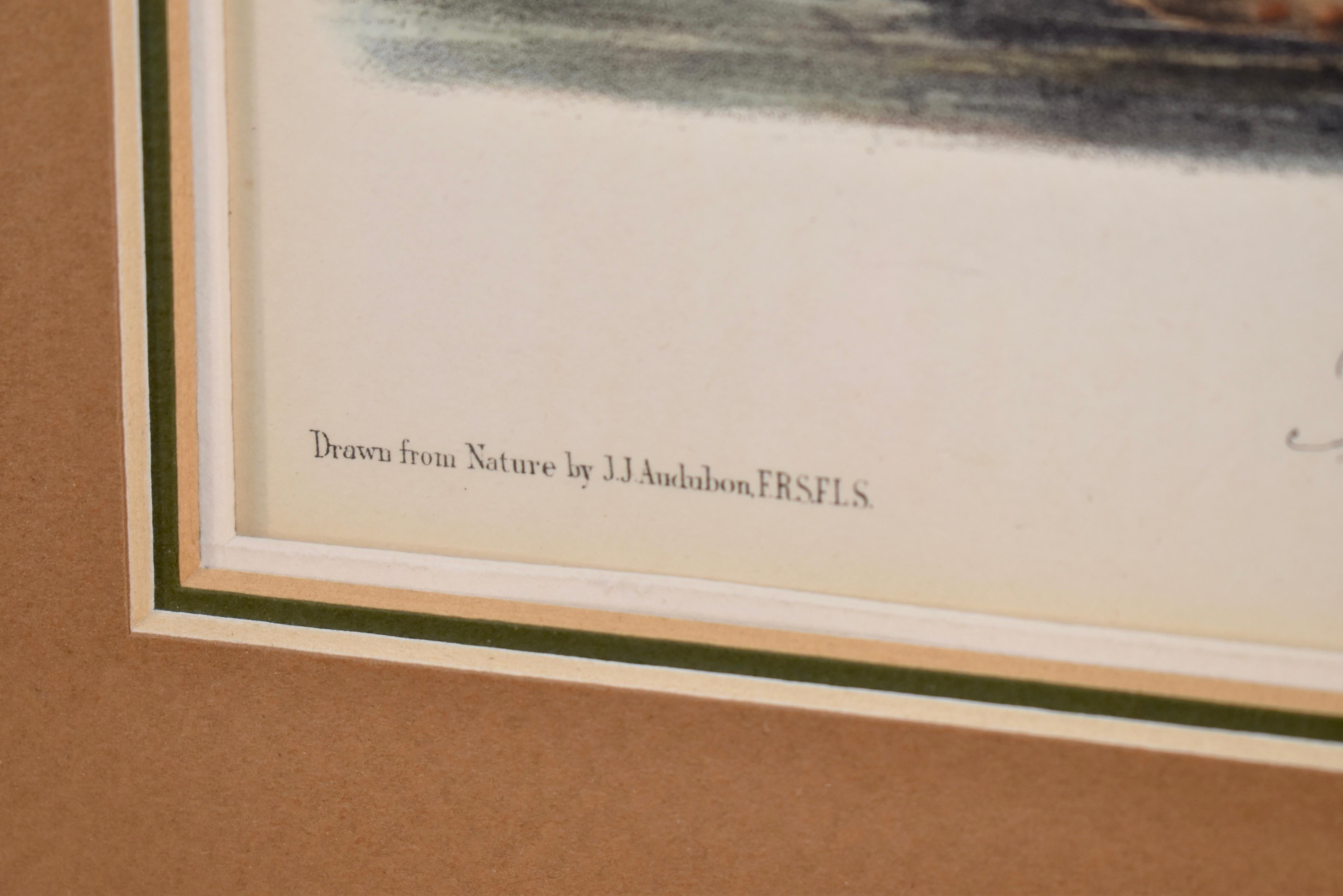 Gerahmte, handkolorierte Audubon-Lithographie, um 1845 im Angebot 2