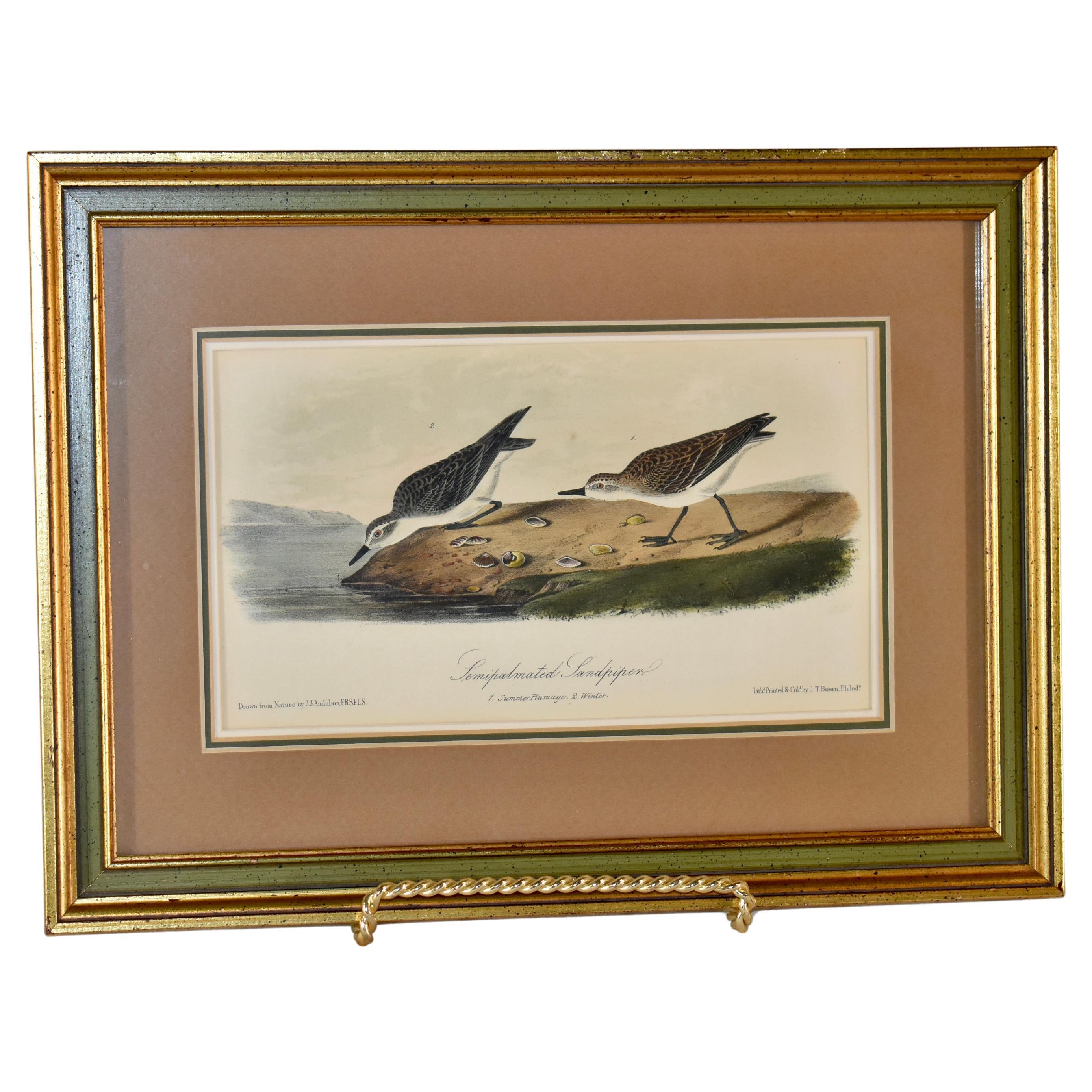 Circa 1845 Litografía coloreada a mano de Audubon enmarcada