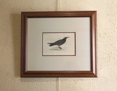 Englischer Holzschnitt mit Holzschnitt „Noddy“ von Alexander Francis Lydon, um 1870