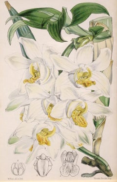 Circa 1870 Hand-Colored Botanical Print from Curtis' Botanical Magazine