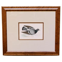 Vers 1870 Gravure sur bois "Pigeon des rochers" par Alexander Francis Lydon, anglais