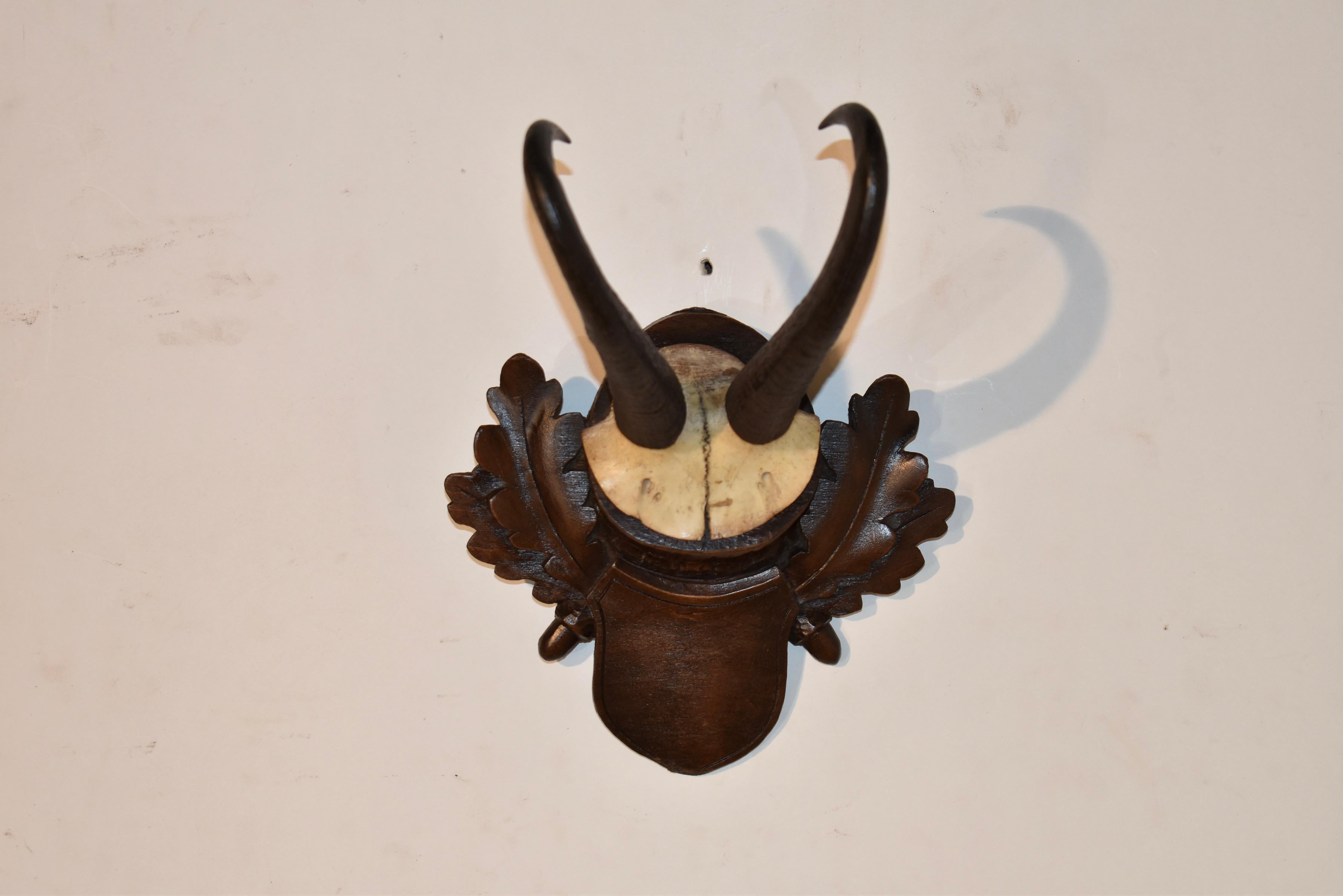 Placa de trofeo de gamuza de circa 1900, procedente de Suiza.  La placa de madera está tallada a mano por expertos.  Estas placas de trofeos más pequeñas son estupendas para utilizarlas en una agrupación.  