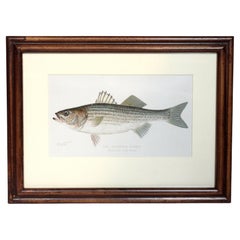 Used Circa 1900 Chromolithograph "The Striped Bass" by Sherman Foote Denton