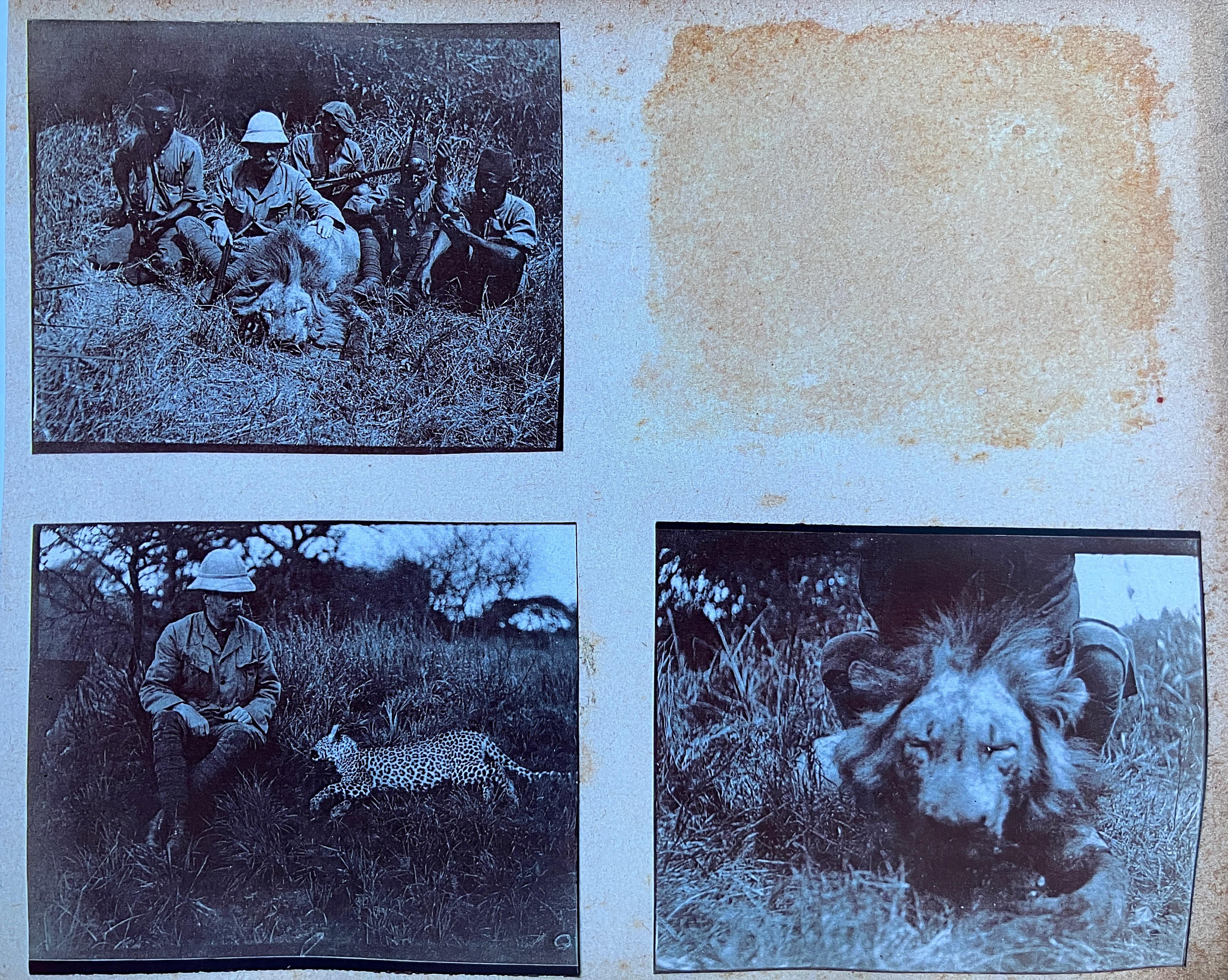 CIRCA 1912 Afrikanischer Leopardenjungfernteppich von Edward Gerrard & Sons London im Angebot 6