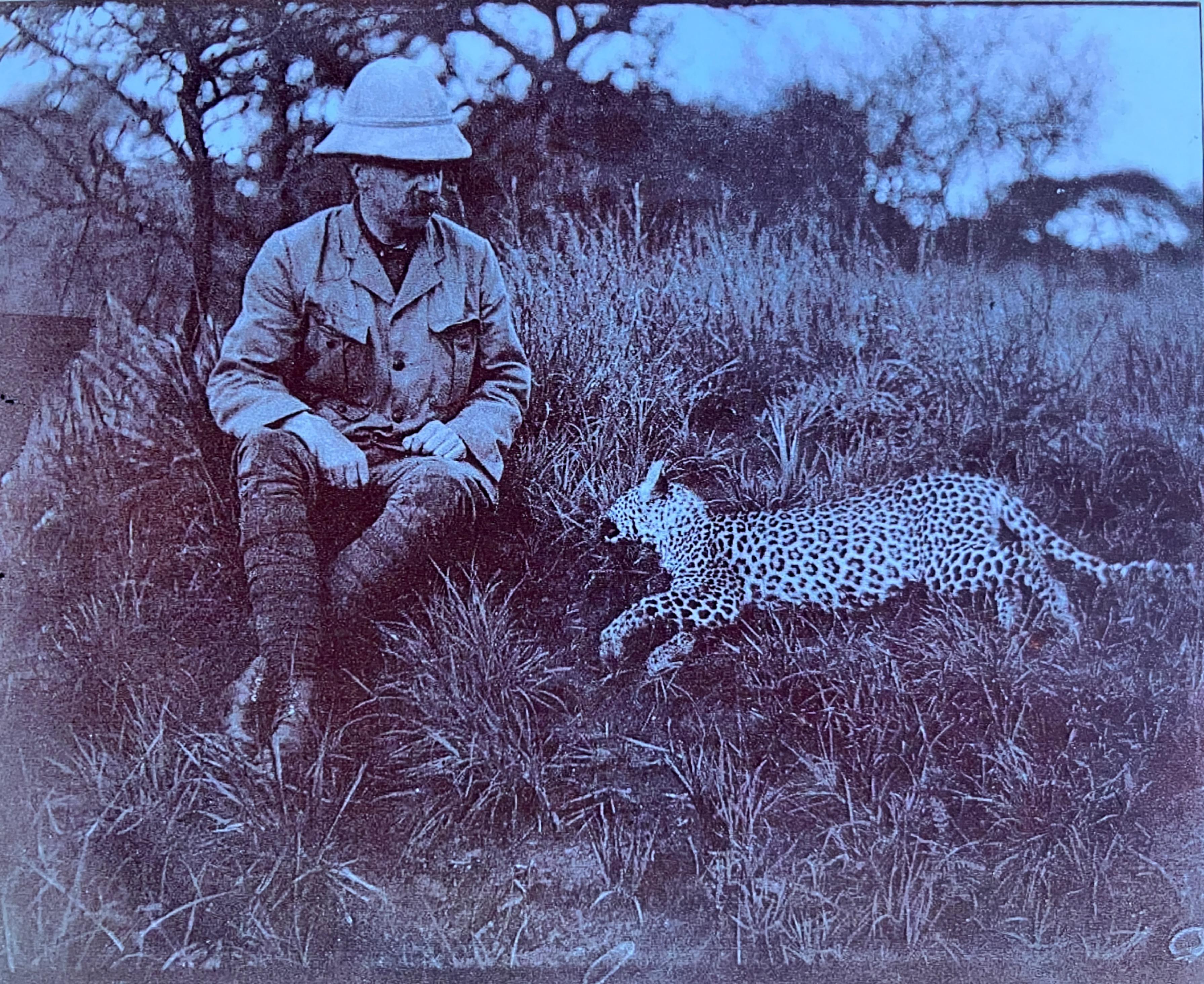 CIRCA 1912 Afrikanischer Leopardenjungfernteppich von Edward Gerrard & Sons London im Angebot 7