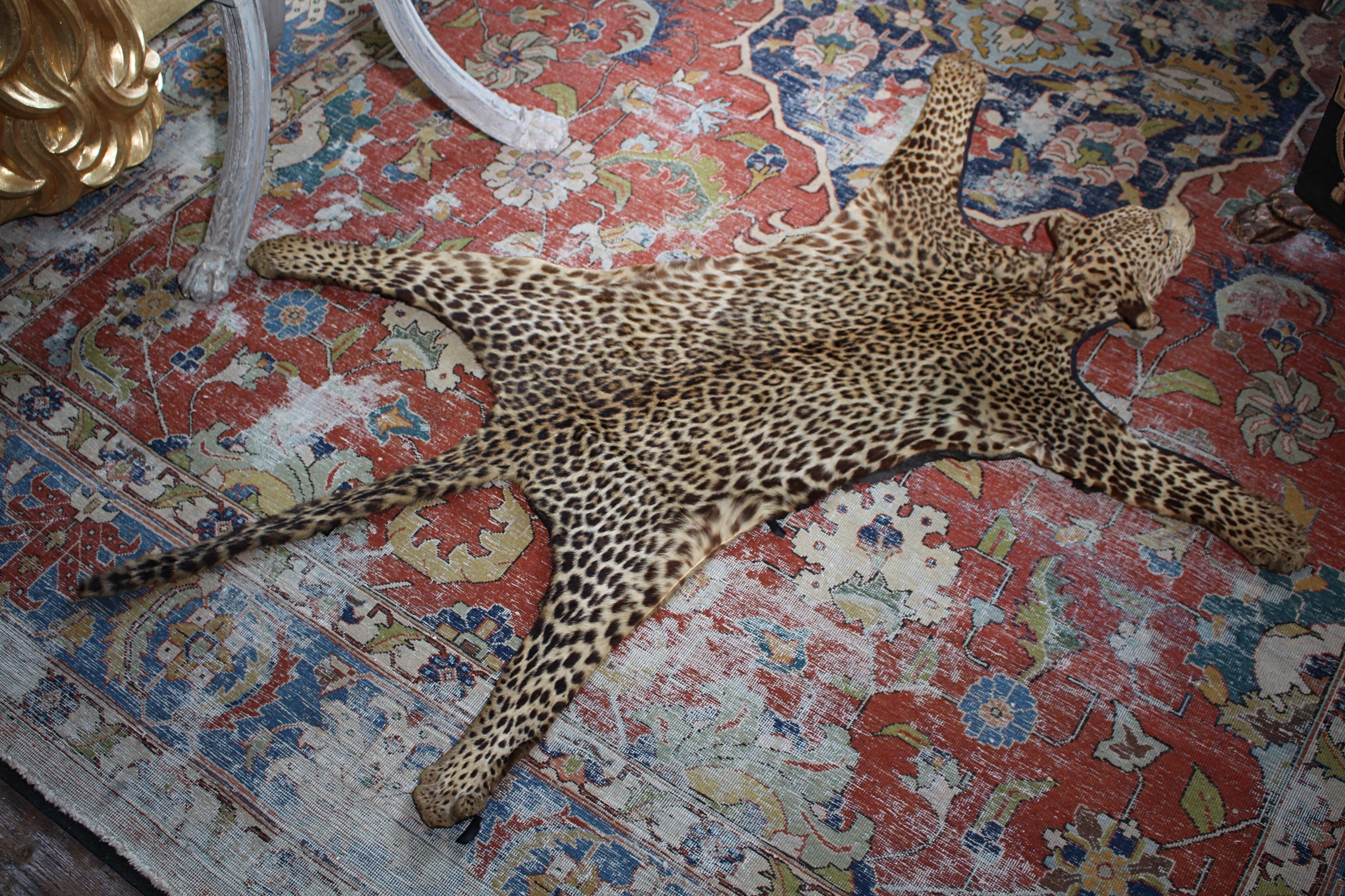 CIRCA 1912 Afrikanischer Leopardenjungfernteppich von Edward Gerrard & Sons London im Angebot 1