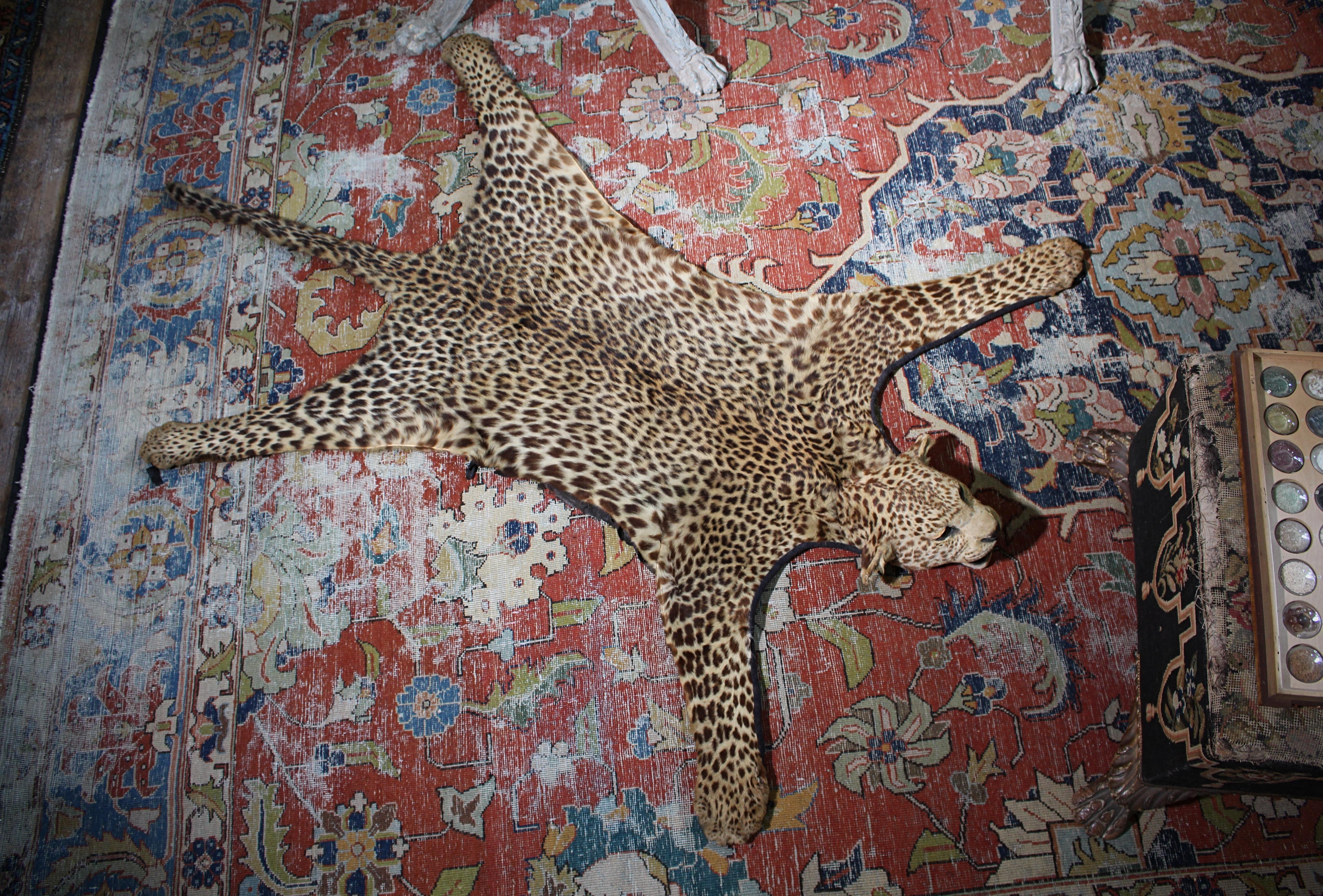 CIRCA 1912 Afrikanischer Leopardenjungfernteppich von Edward Gerrard & Sons London im Angebot 2