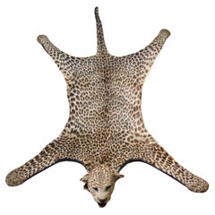 Circa 1912 African Leopard Cub Skin Rug By Edward Gerrard & Sons London