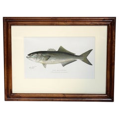 Circa 1913 Framed Chromolithograph "The Bluefish" by Sherman Foote Denton