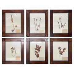 Circa 1915 Antique Dried Botanical Specimen Studies, Framed, Set of 6 Circa 1915 Antique Dried Botanical Specimen Studies, Framed, Set of 6