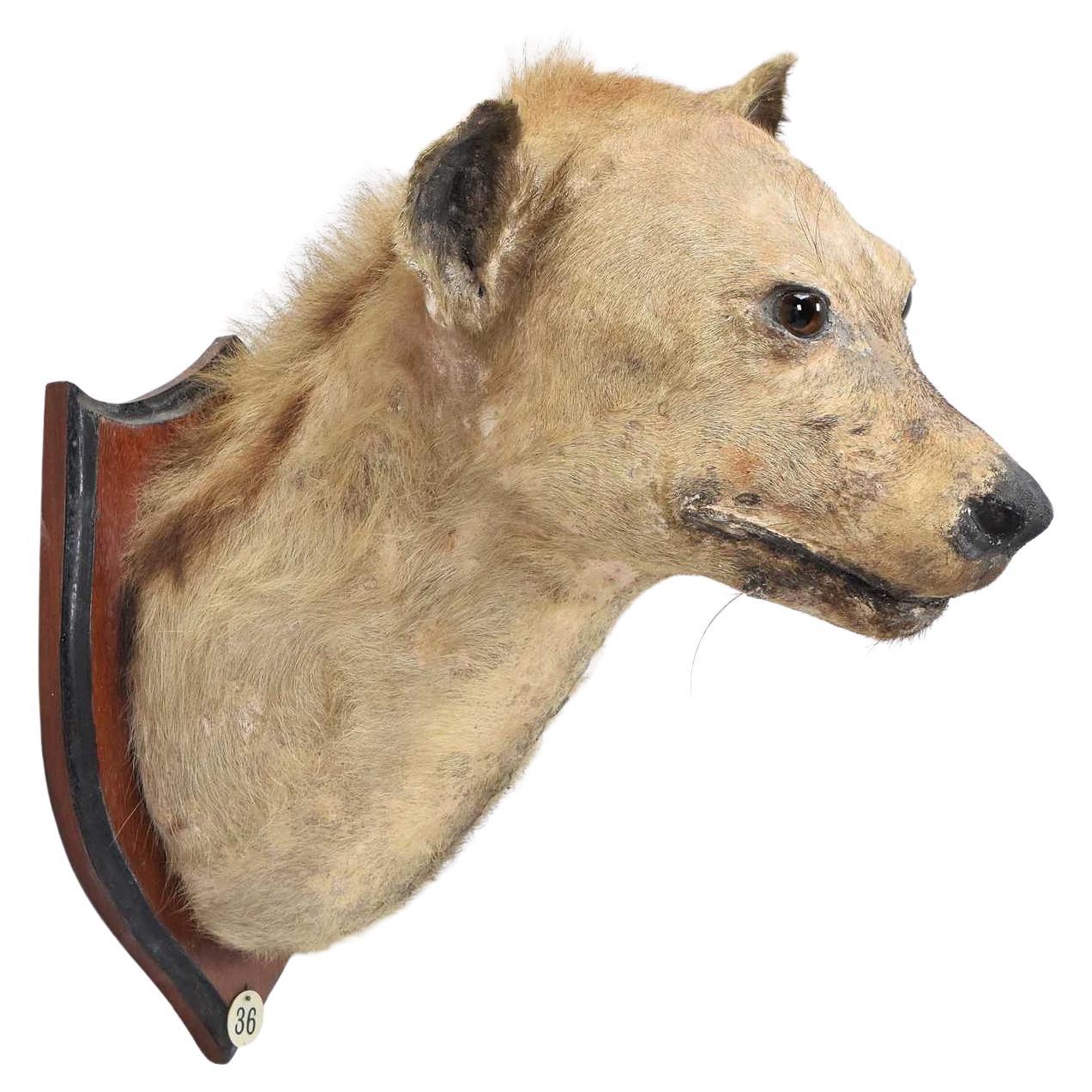 Circa 1940 Spotted Hyena (Crocuta Crocuta) Country House Pretoria Afrique du Sud en vente