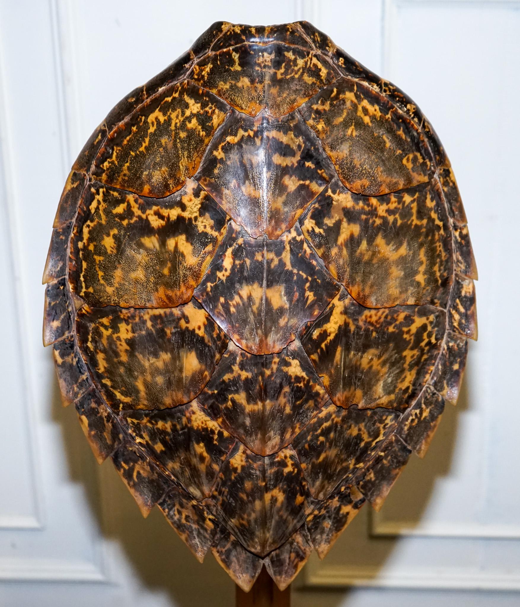 CIRCA 1960'S RARE TURTLE TORTOiSE TABLE LAMP ON ART DECO STYLE STAND en vente 3