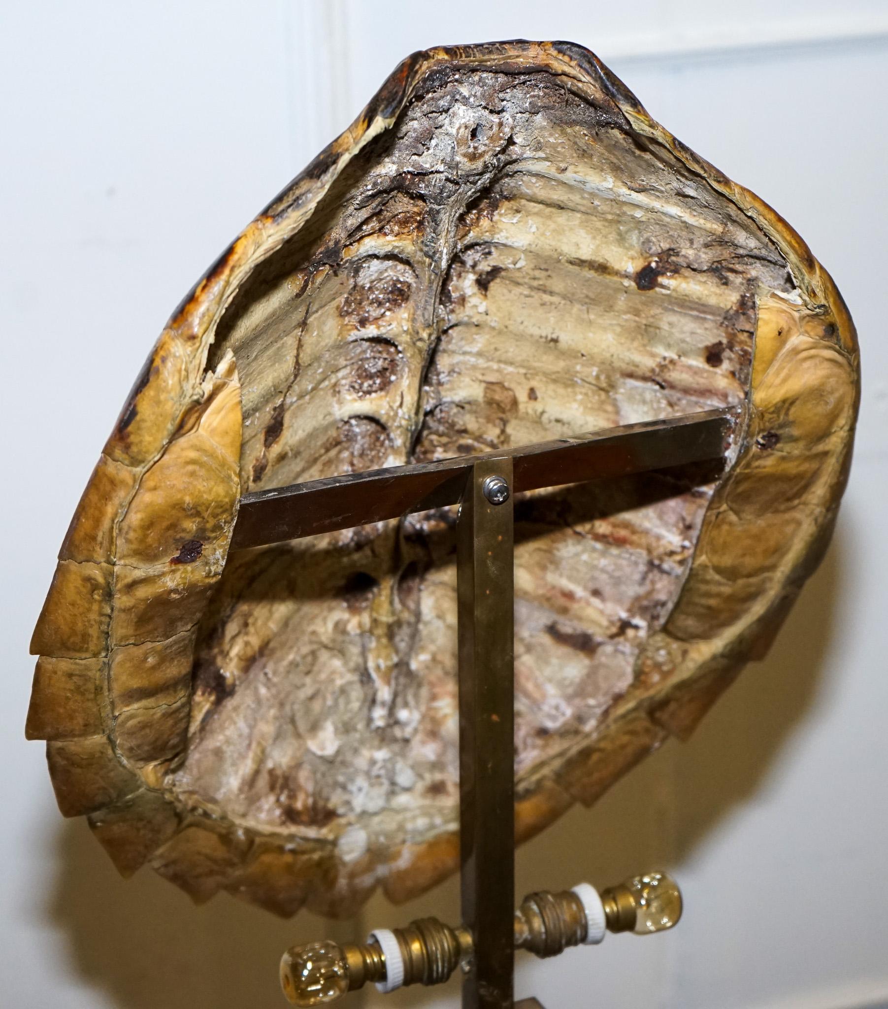 CIRCA 1960'S RARE TURTLE TORTOiSE TABLE LAMP ON ART DECO STYLE STAND en vente 5
