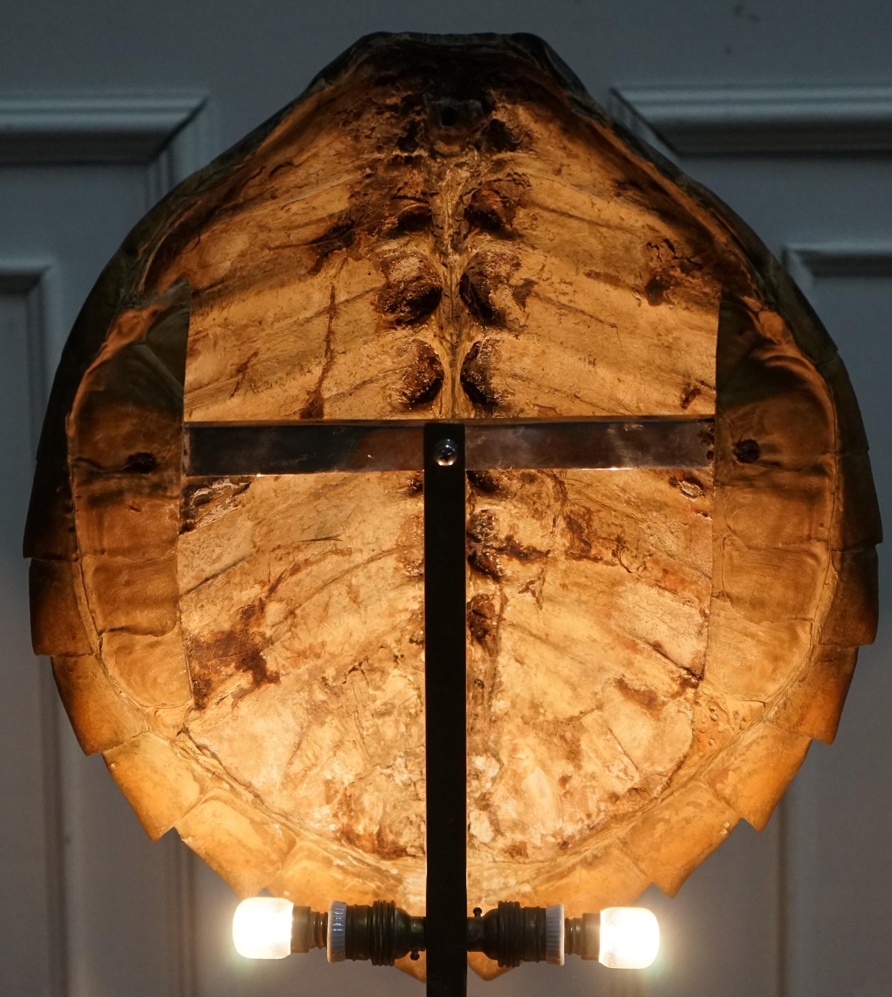 
Antiques of London


A striking and rare mid-20th century table lamp featuring a genuine turtle/tortoise shell mounted as the focal “shade” on a sleek Art Deco–inspired metal stand. The shell, with its beautifully mottled natural pattern and