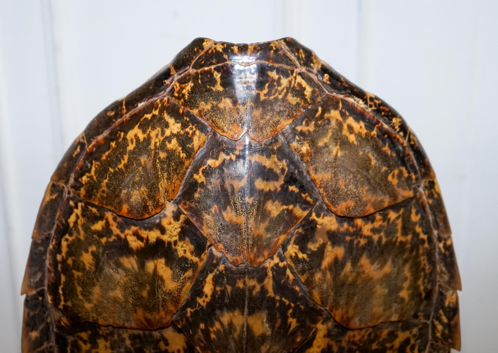 20ième siècle CIRCA 1960'S RARE TURTLE TORTOiSE TABLE LAMP ON ART DECO STYLE STAND en vente
