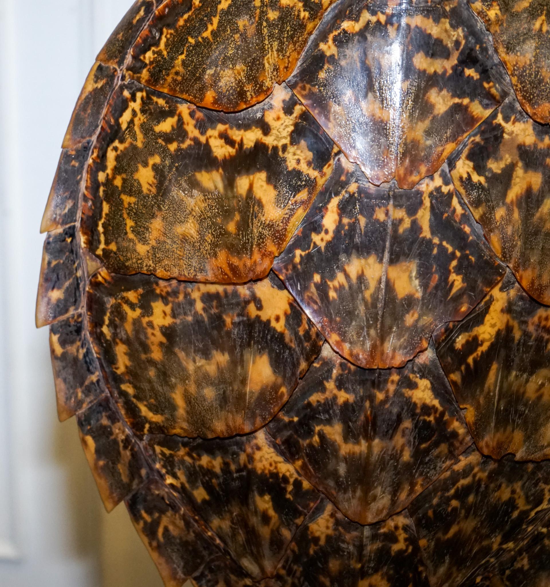 Écaille CIRCA 1960'S RARE TURTLE TORTOiSE TABLE LAMP ON ART DECO STYLE STAND en vente