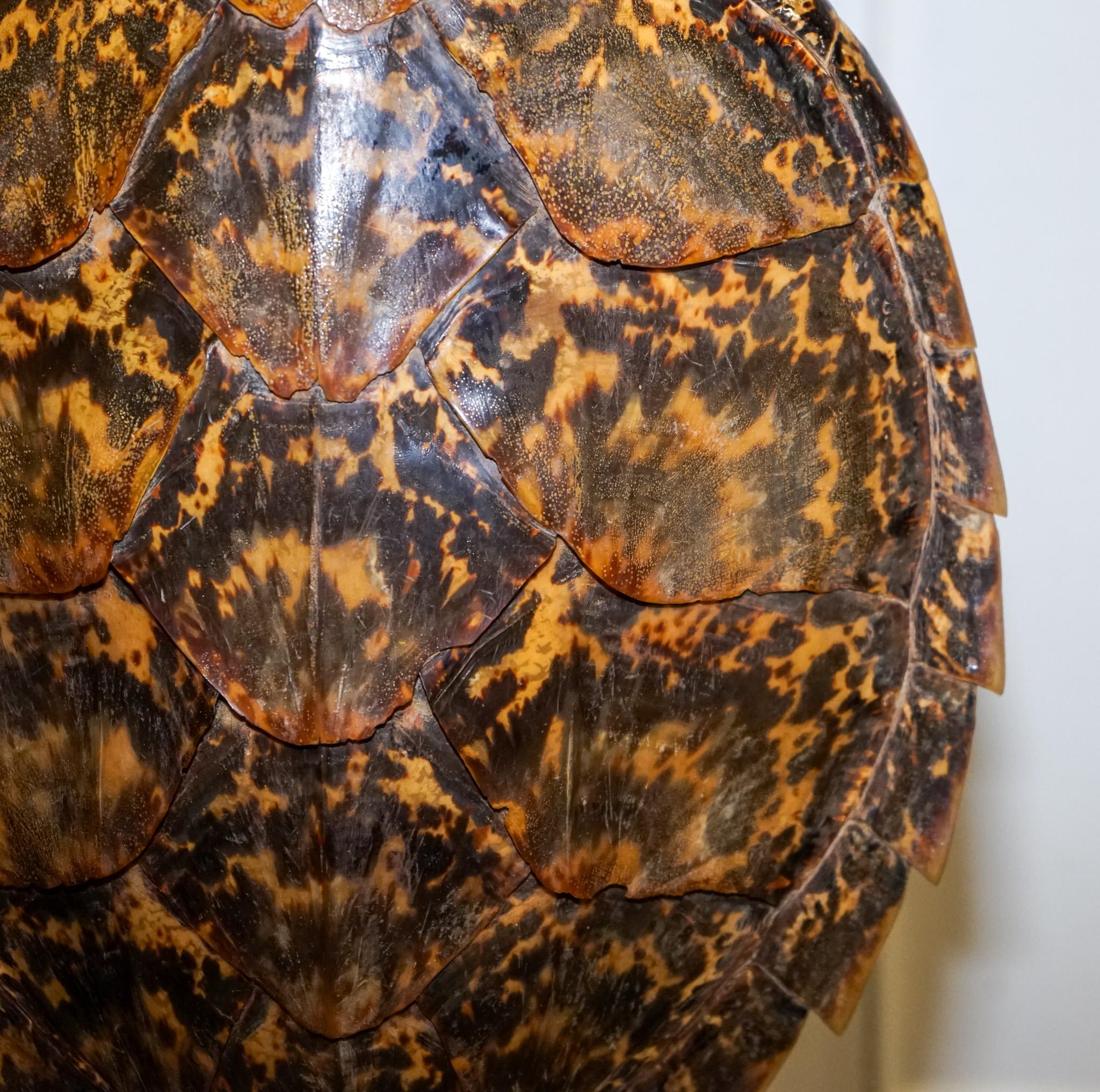 CIRCA 1960'S RARE TURTLE TORTOiSE TABLE LAMP ON ART DECO STYLE STAND en vente 1