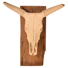 Circa 1970's Mounted Steer Skull