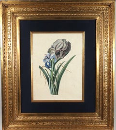 Circle of Georg Dionysius Ehret, Watercolor of Mourning Iris and English Iris