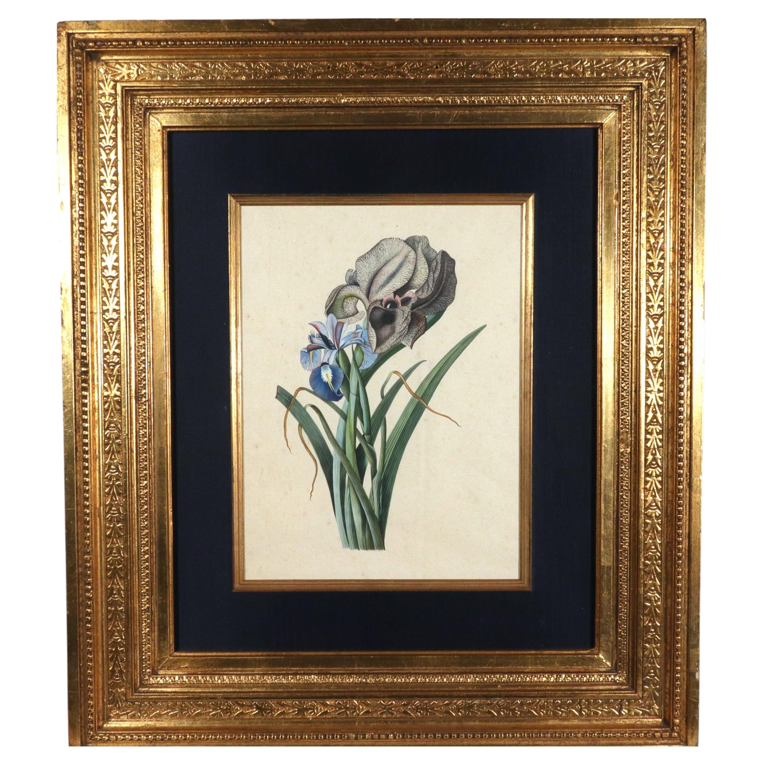 Cercle de George Dionysius Ehret, aquarelle représentant un iris de deuil et un iris anglais en vente