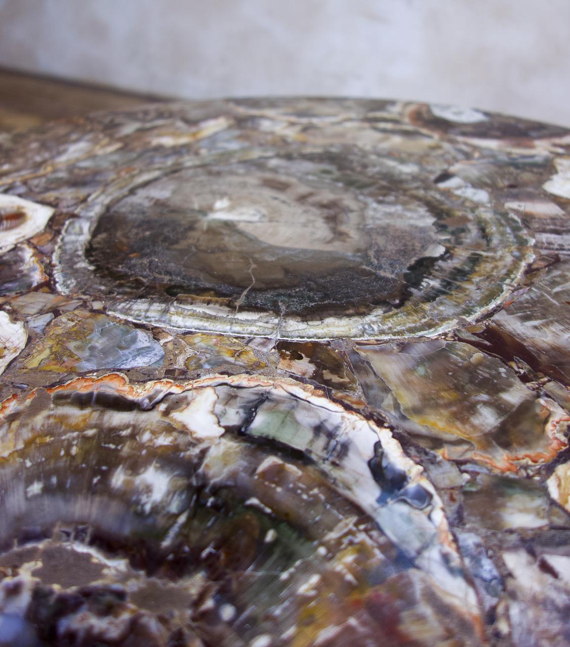 20th Century A 19th Century Small Circular Walnut Petrified Wood Low Coffee Table - Fossil 