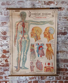 Kreislauf des Blutes Wandtafel