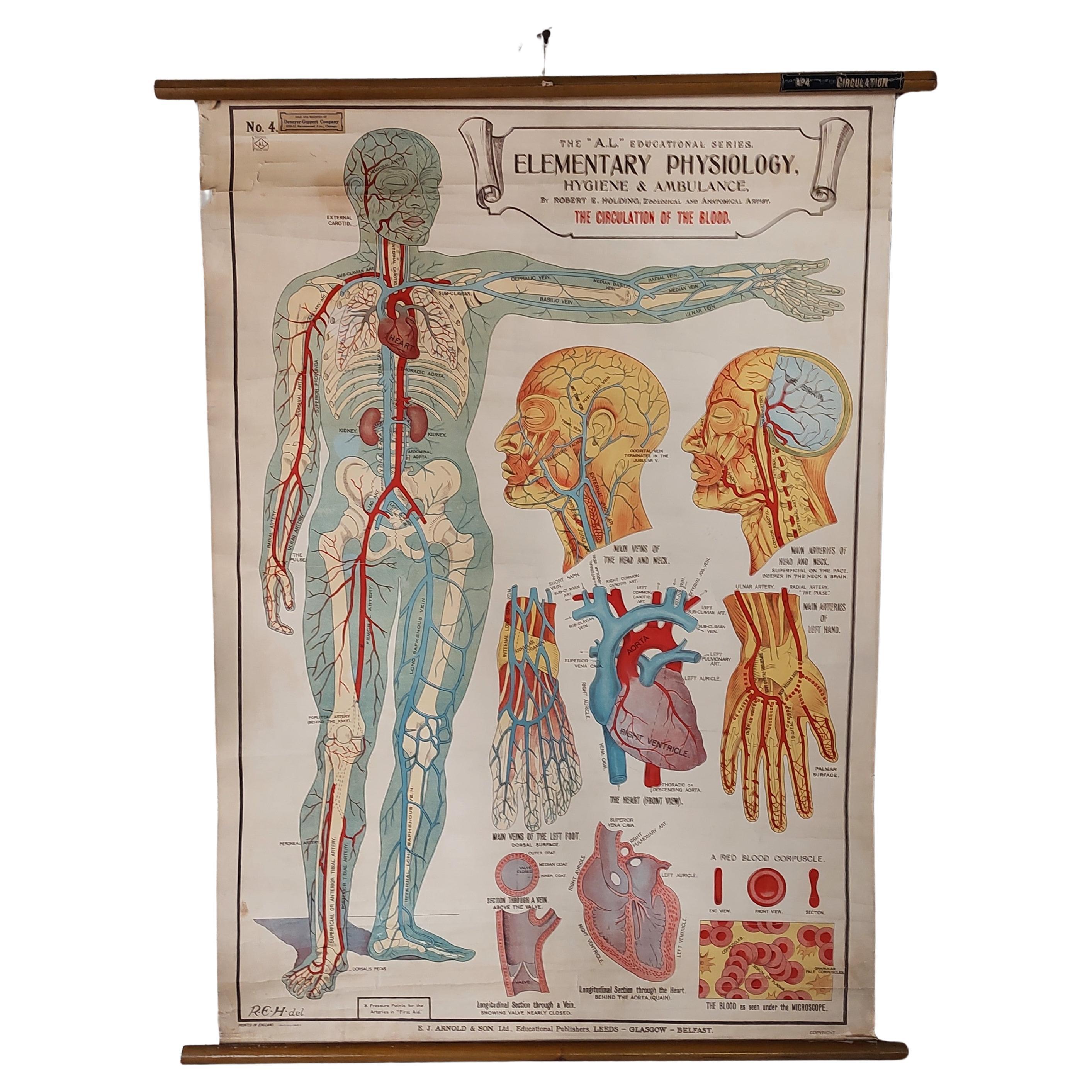 Circulation of the Blood Wall Chart For Sale