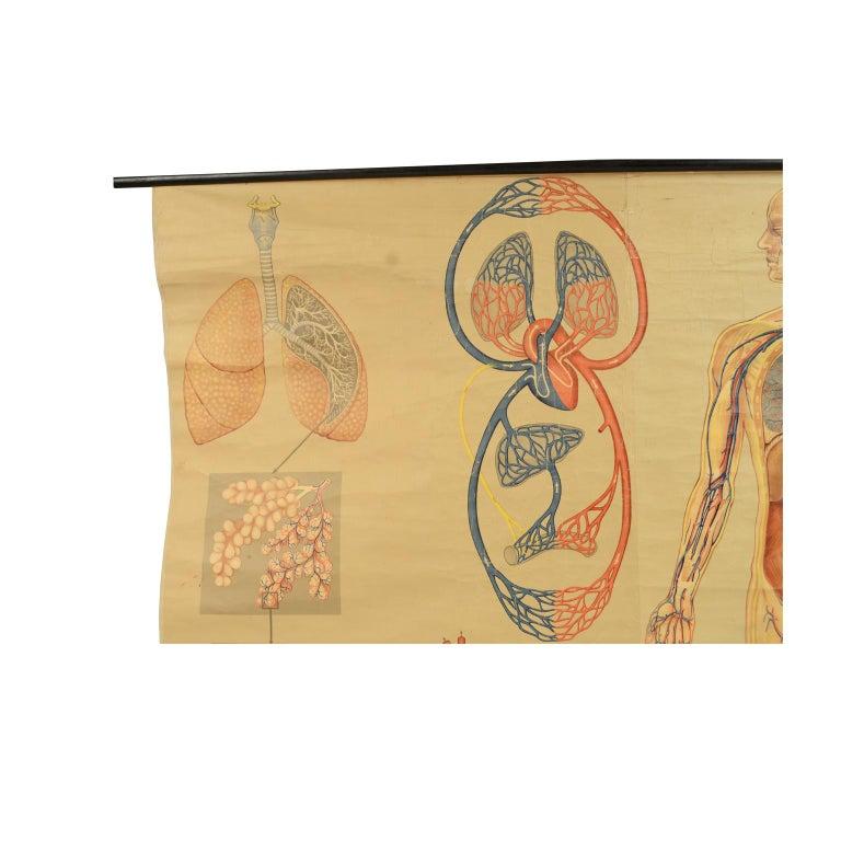 Colored anatomical didactic plate from the 1930s on canvas paper depicting the circulatory and respiratory systems, mounted on two black painted wooden sticks. Signed Lehrmittelverlag Hagemann, Düsseldorf, a company founded in 1929 and still