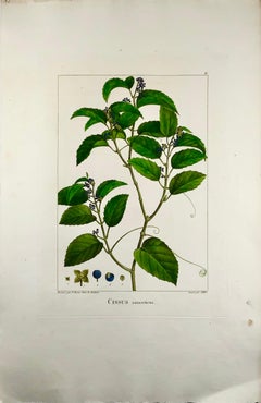 Cissus Antarticus "Kangaroo Vine", Australia, After Bessa & Redouté, Large