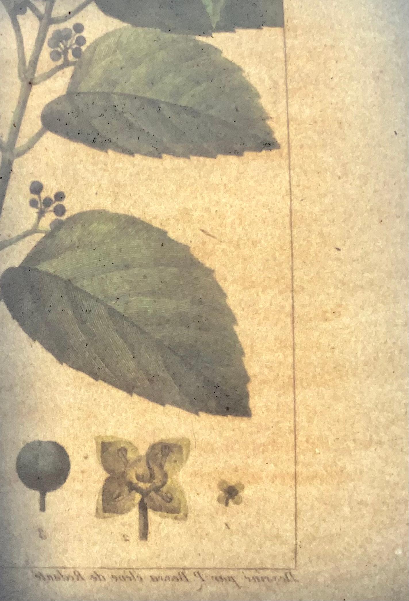 Cissus Antarticus 