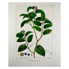 Antique Cissus Antarticus "Kangaroo Vine", Australia, After Bessa & Redouté, Large