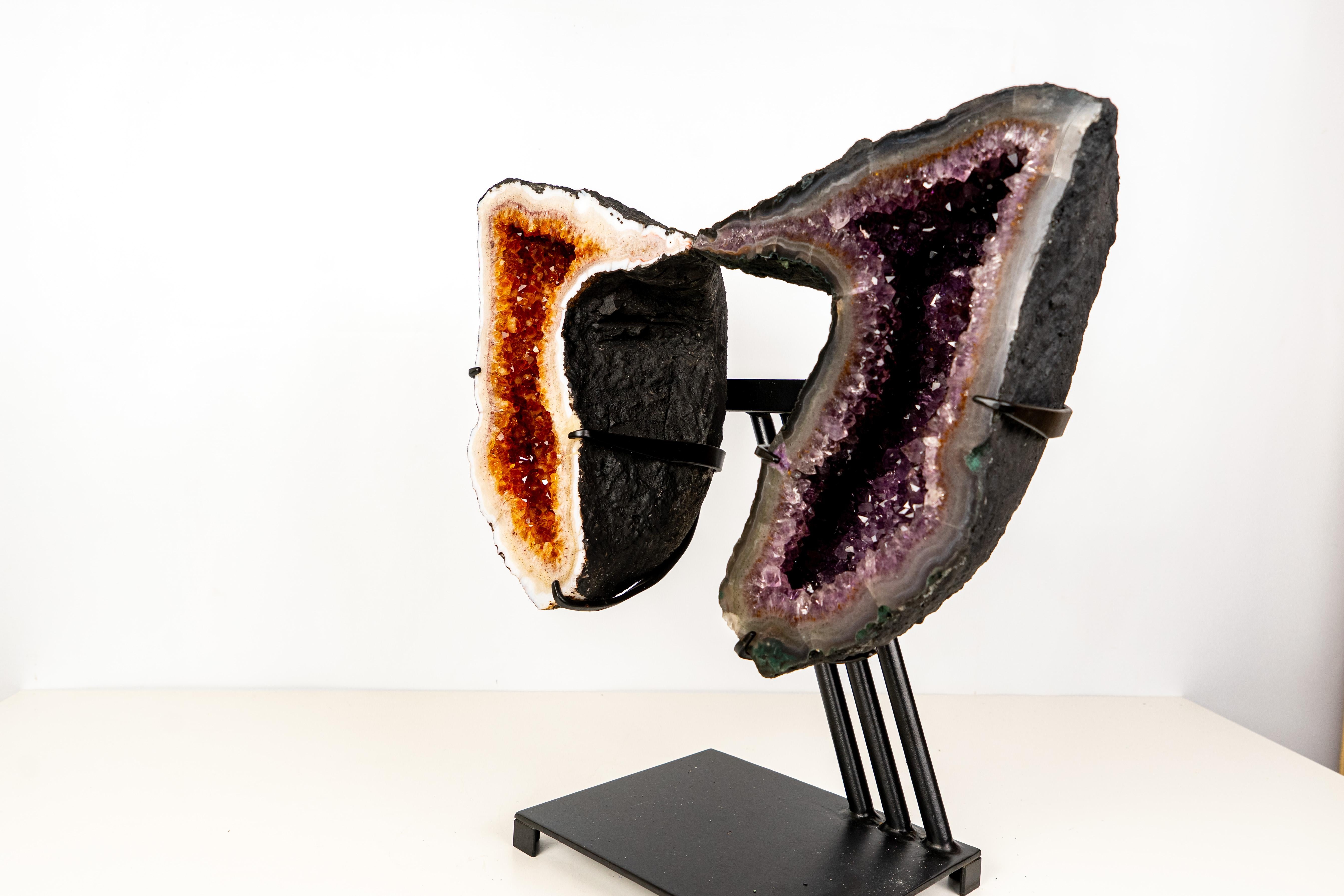 Coppia di ali d'angelo scultoree a forma di farfalla in ametista e citrino

▫️ Descrizione

Una coppia finemente estetica di geodi di ametista e citrino, queste ali di geode scolpite naturalmente sono insolite grazie all'alta qualità di entrambi gli