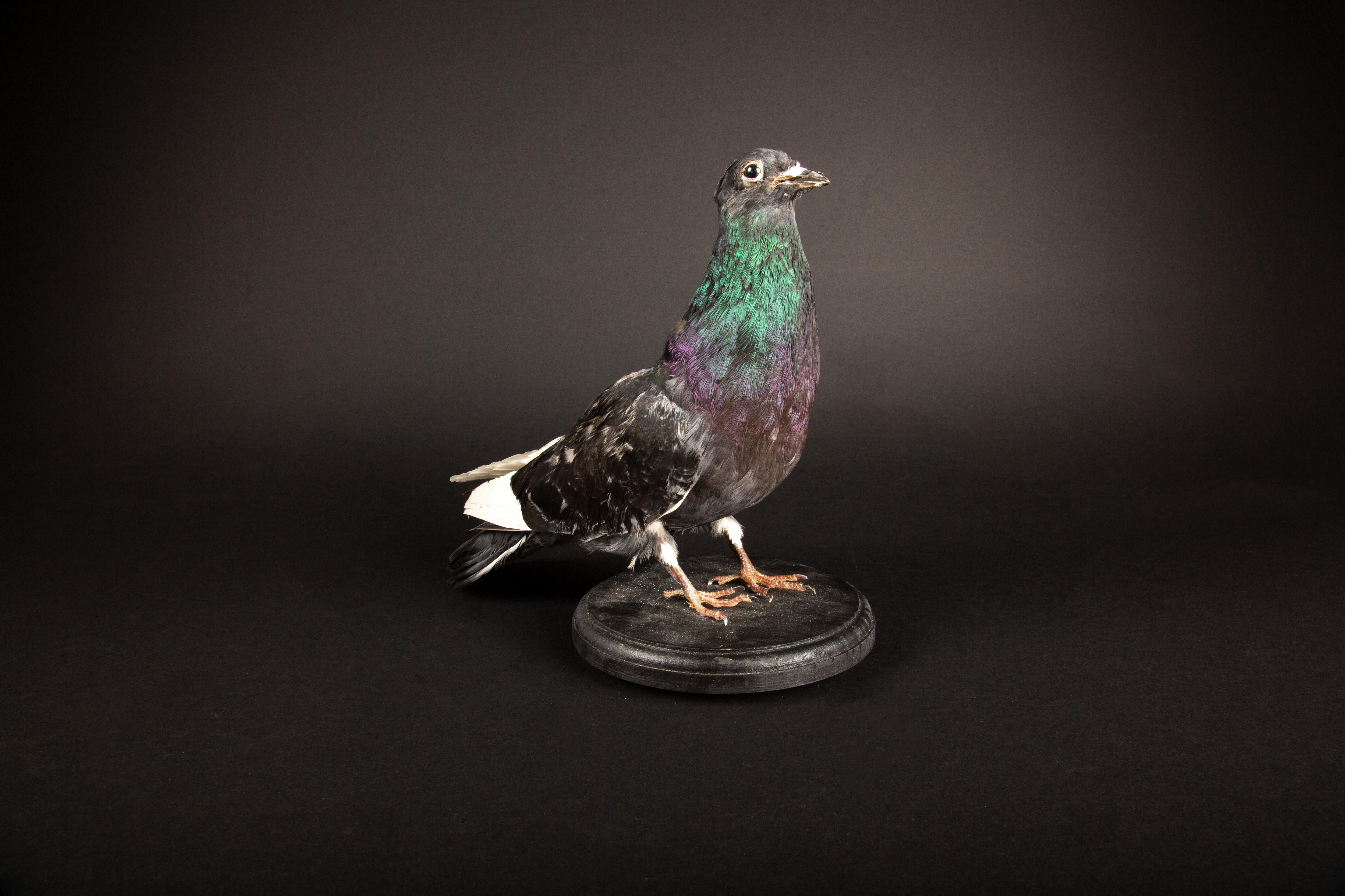 City Slicker Chic: The 'Urban Avian Odyssey' Pigeon Taxidermy In New Condition In New York, NY