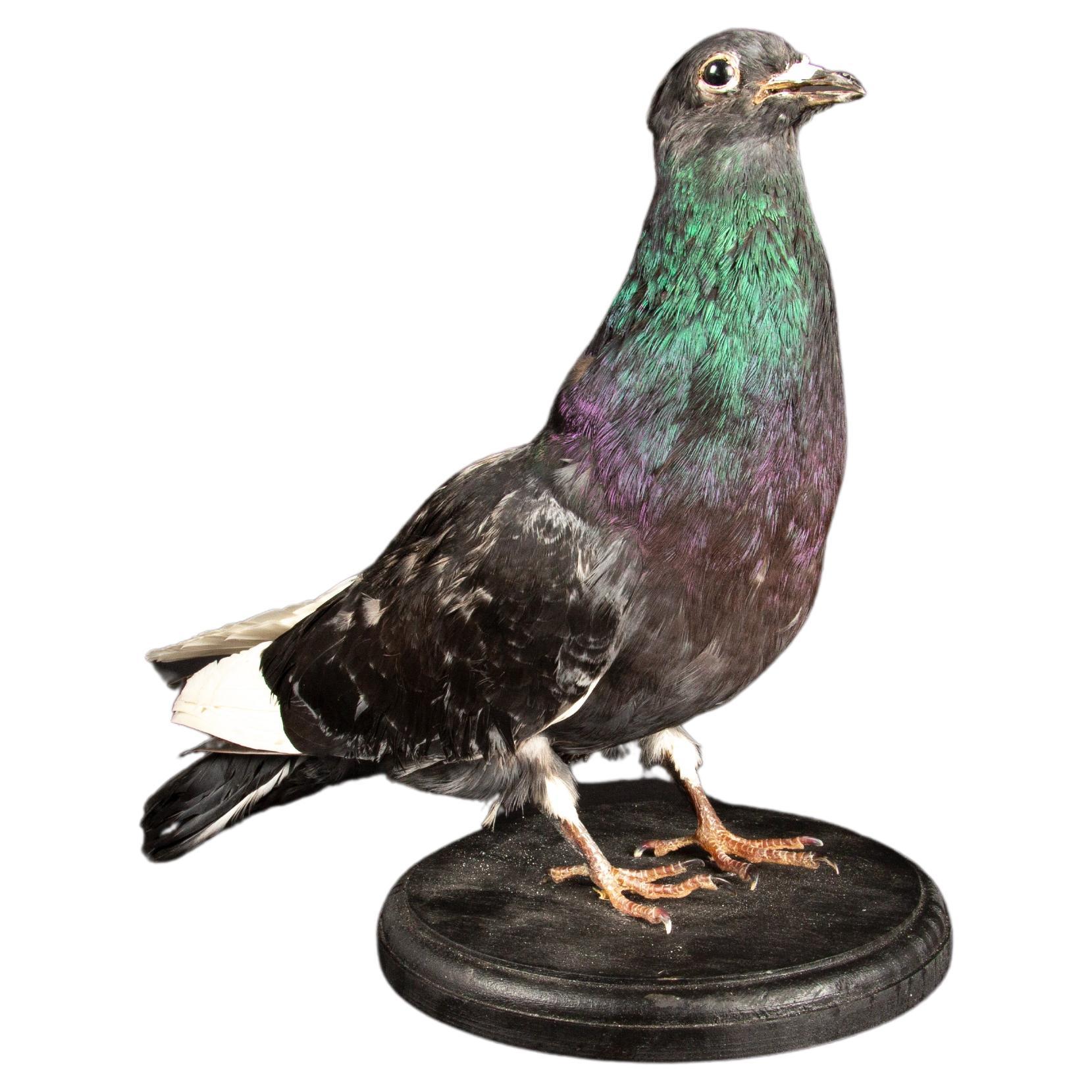 City Slicker Chic: The 'Urban Avian Odyssey' Pigeon Taxidermy