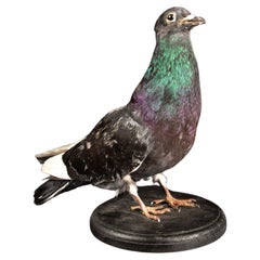 City Slicker Chic : l'« Odyssey aérienne urbaine » du pigeon taxidermie