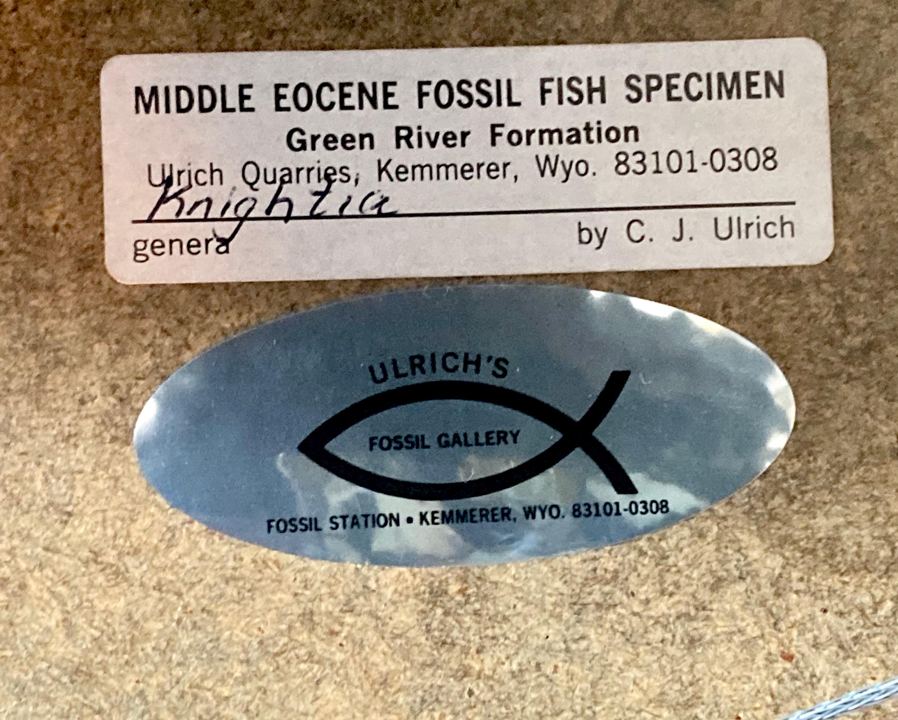 C.J. ULRICH
Fish fossil
in excellent condition
measures 18x12