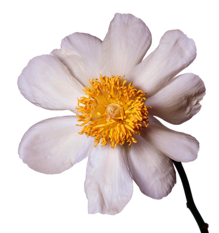 Claire De Lune Peony By Michael Zeppetello For Sale At 1stdibs