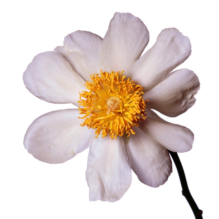Claire De Lune Peony By Michael Zeppetello For Sale At 1stdibs