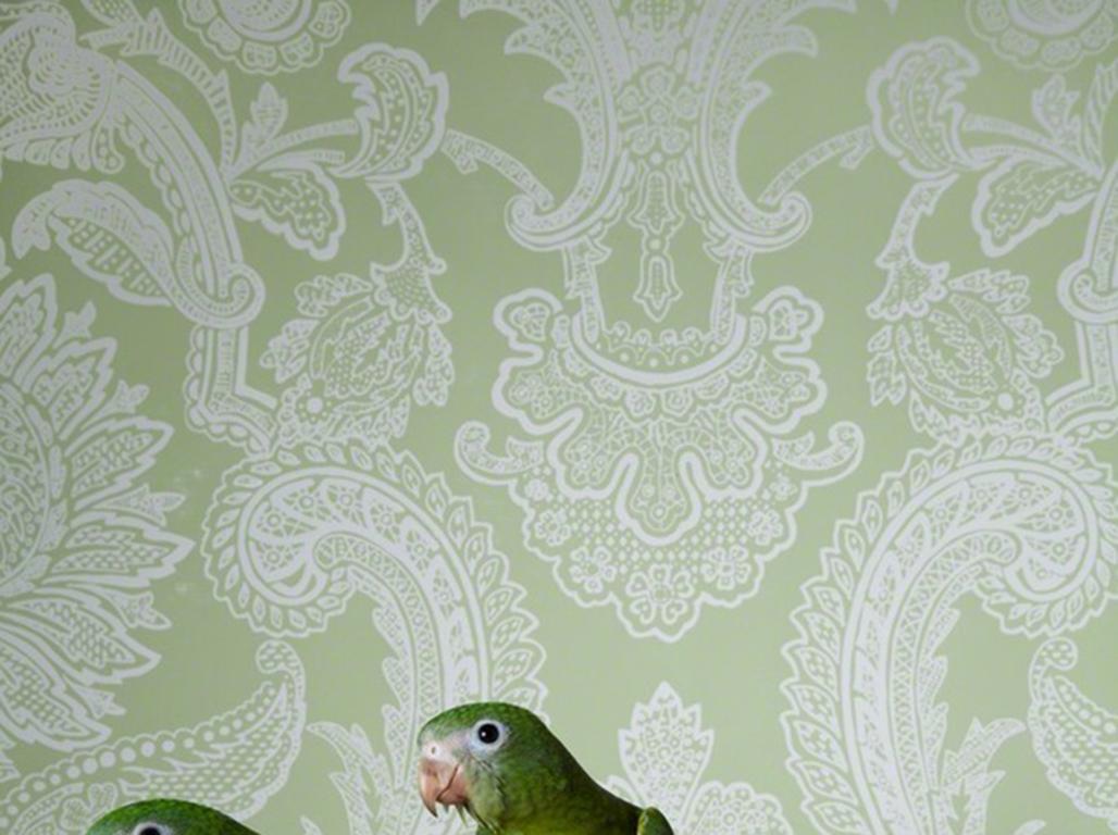 Canary Wing Bee Bee No. 7746 - Green & white Victorian wallpaper bird portrait - Photograph by Claire Rosen