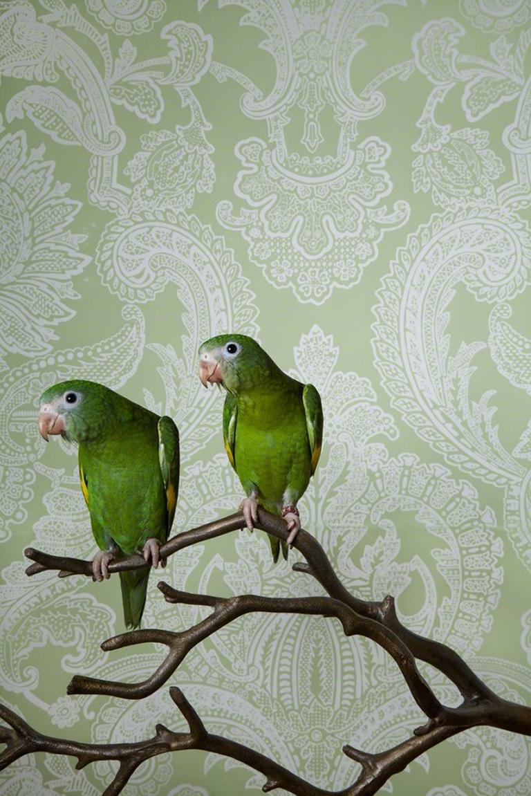 Claire Rosen Color Photograph - Canary Wing Bee Bee No. 7746 - Green & white Victorian wallpaper bird portrait