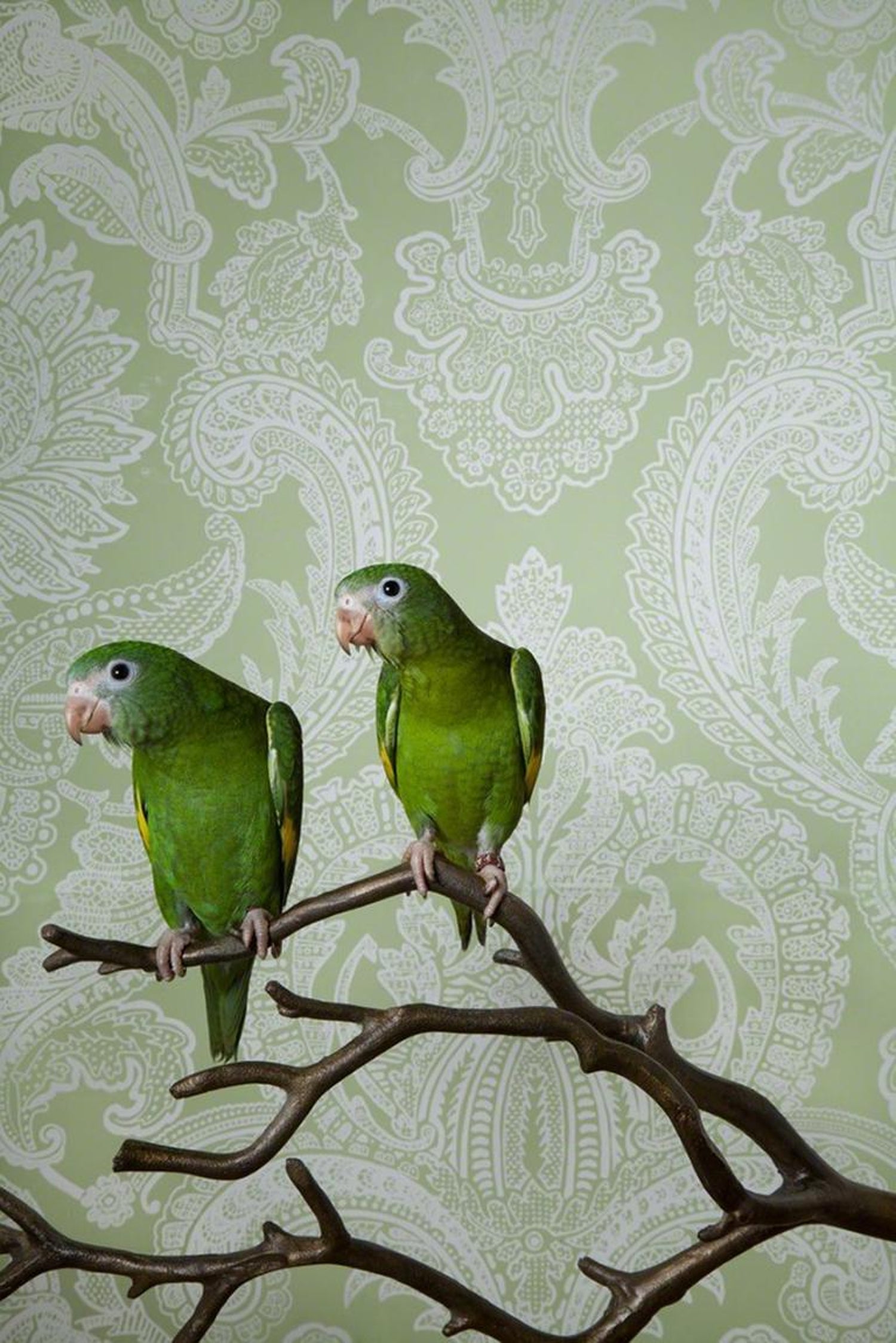 Claire Rosen Canary Wing Bee Bee No 7746 Green And White Victorian Wallpaper Bird Portrait For Sale At 1stdibs
